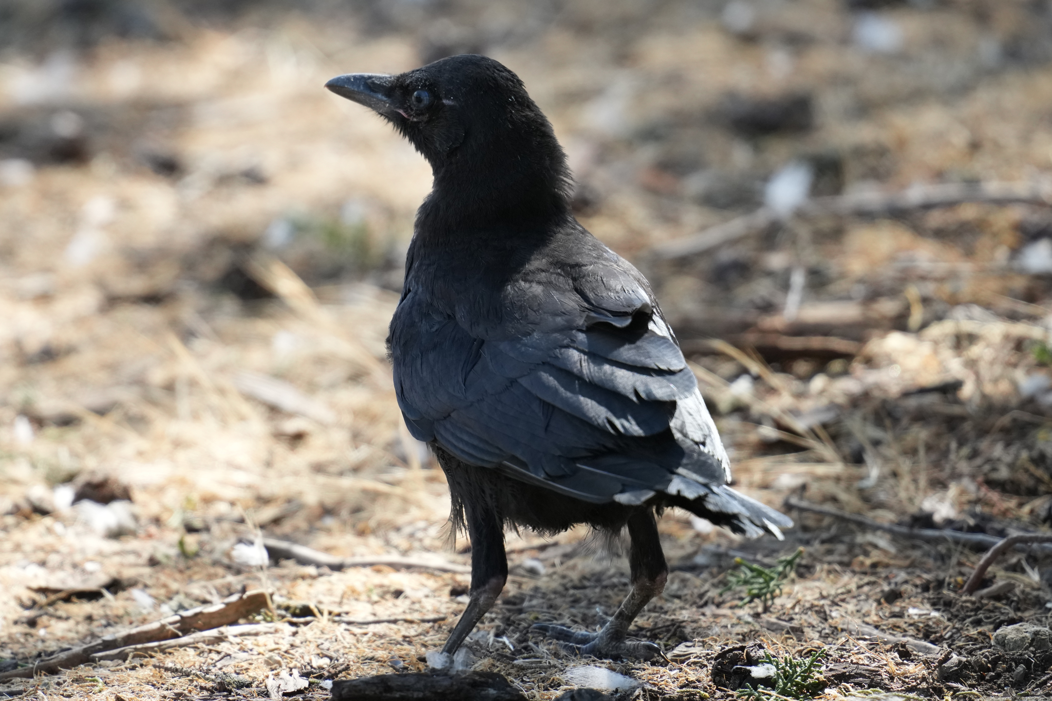 American Crow (Juvenile)