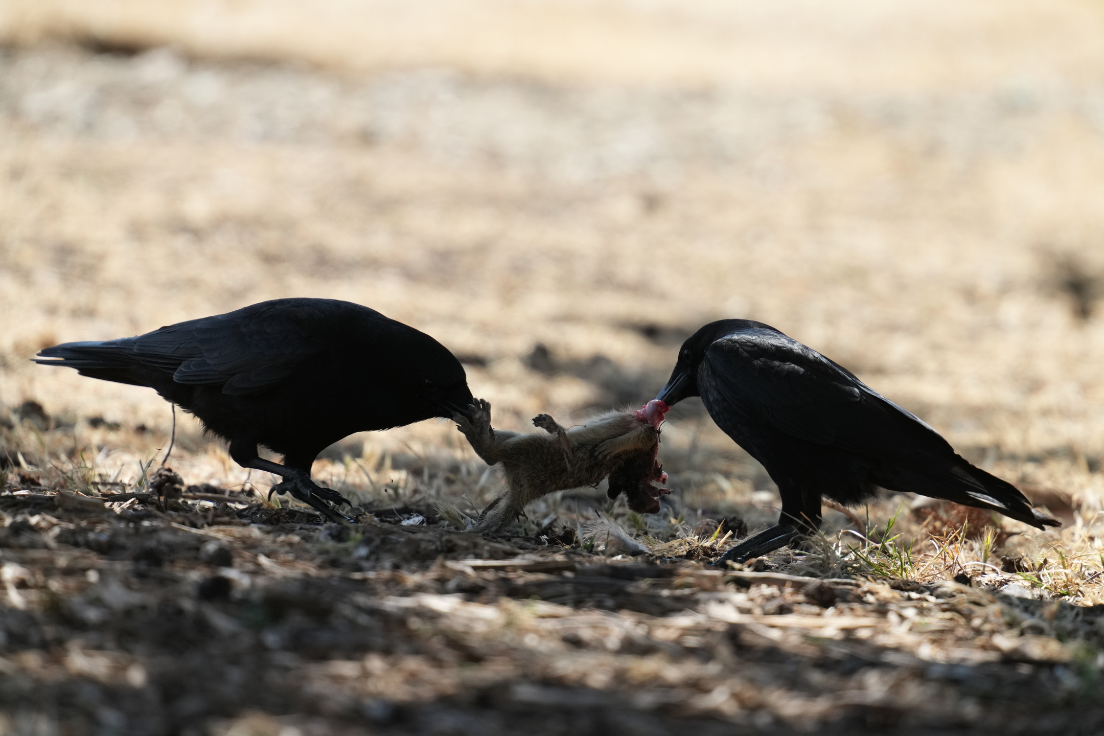 American Crow Eating California Ground Squirrel