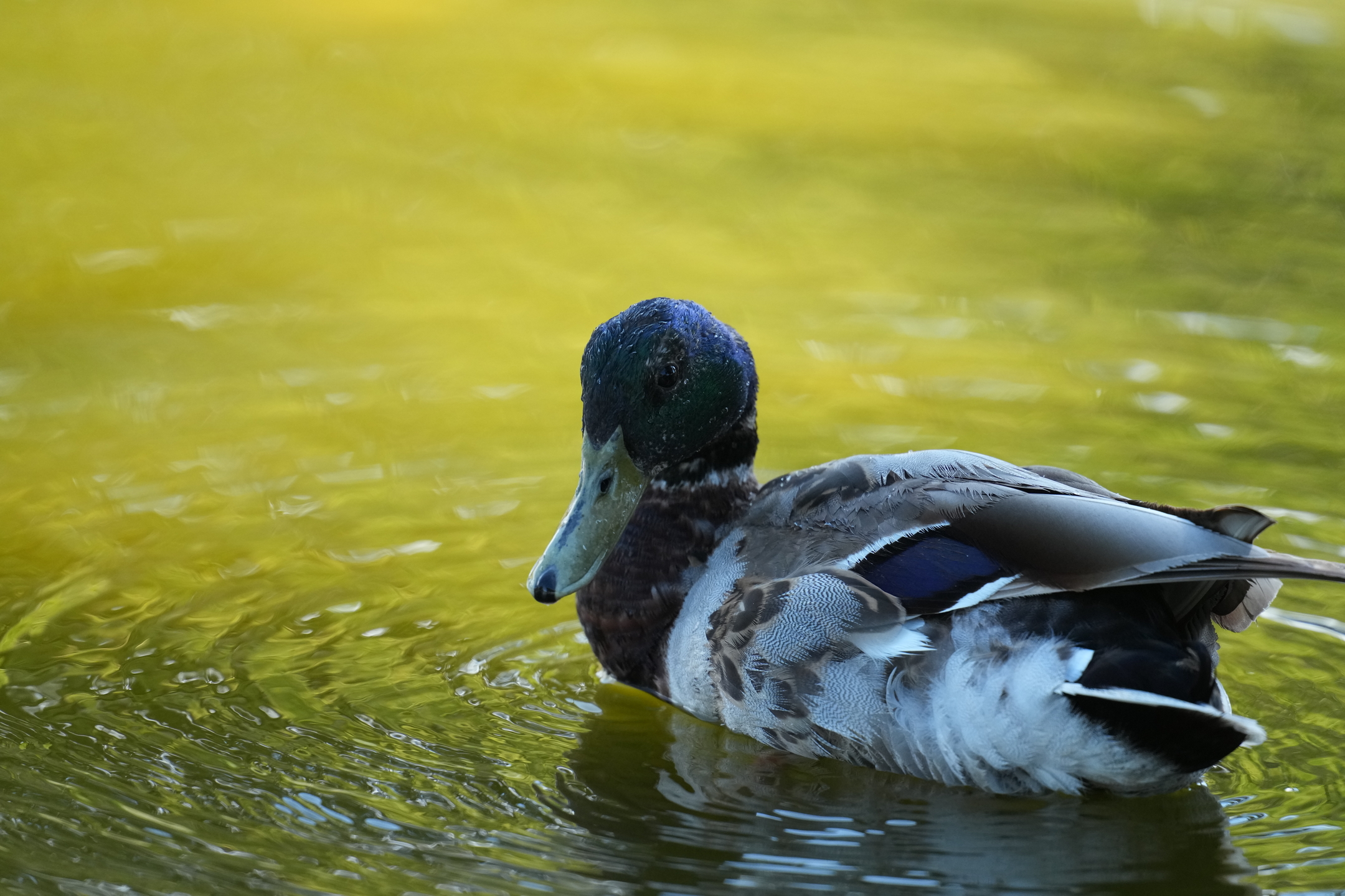 Mallard