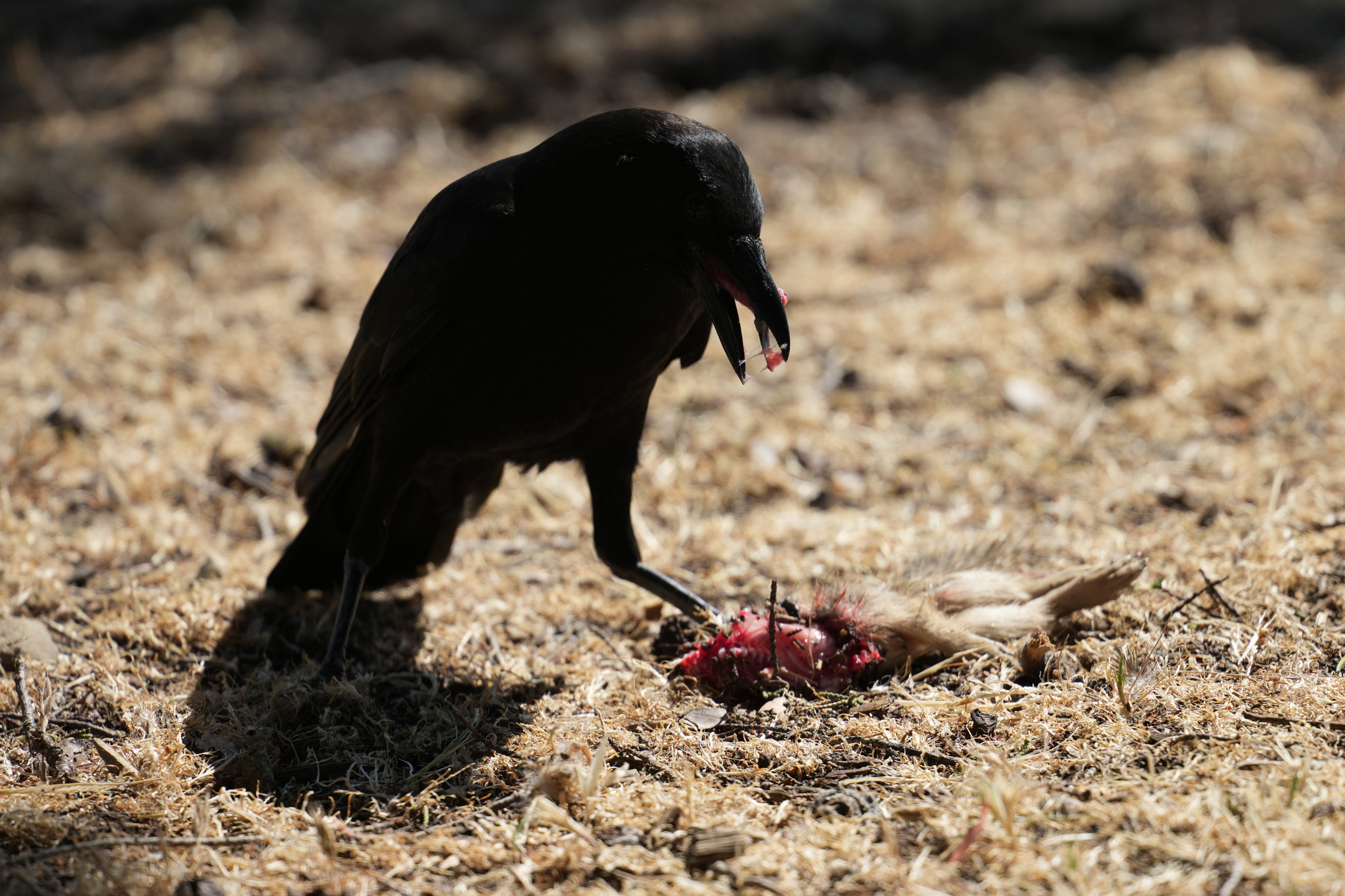 American Crow Eating California Ground Squirrel