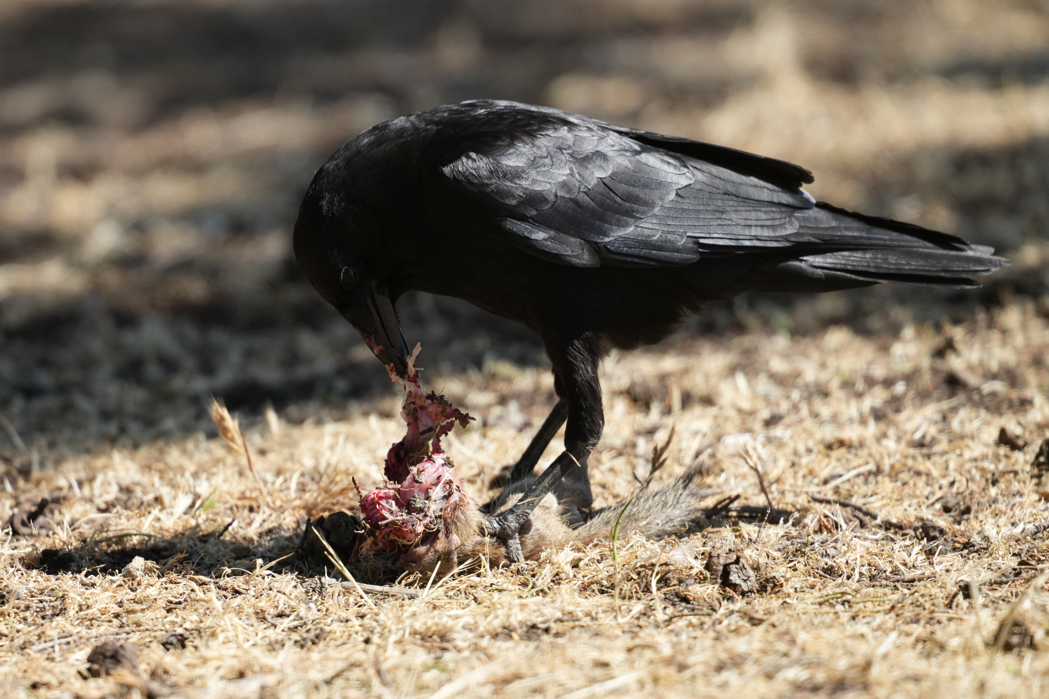 American Crow Eating California Ground Squirrel