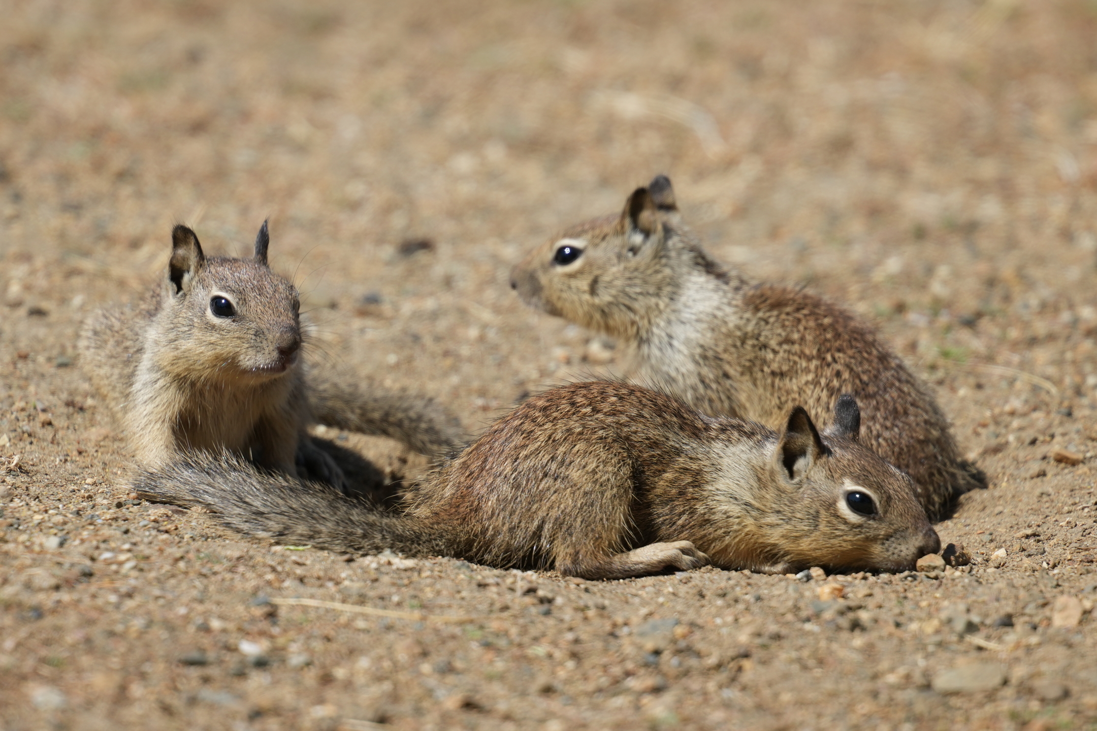 California Ground Squirrel