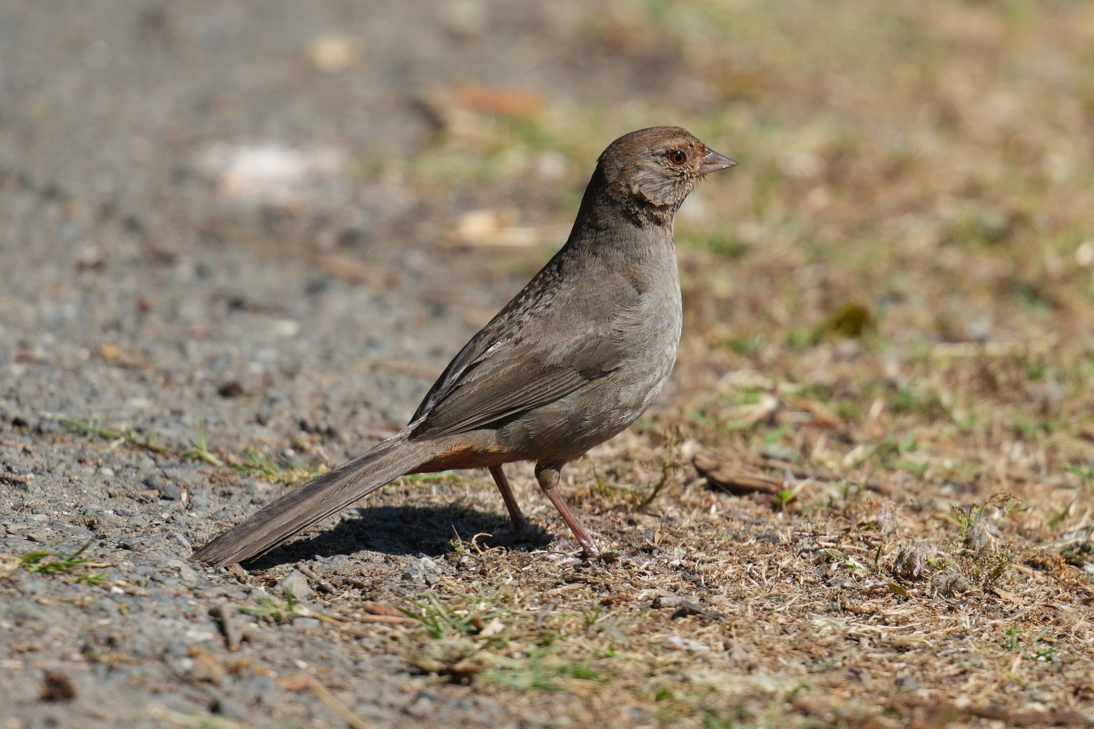 California Towhee
