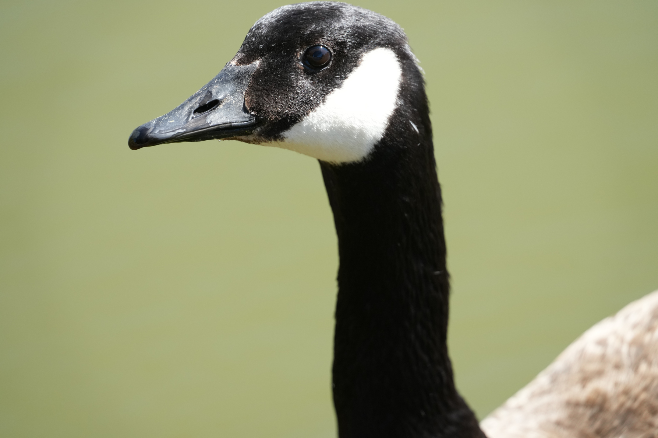 Canada Goose