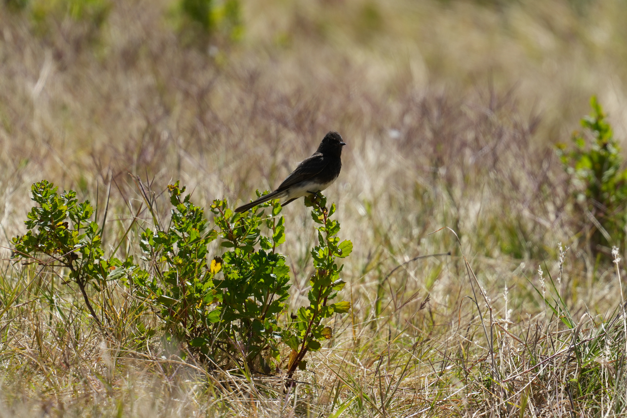 Black Phoebe