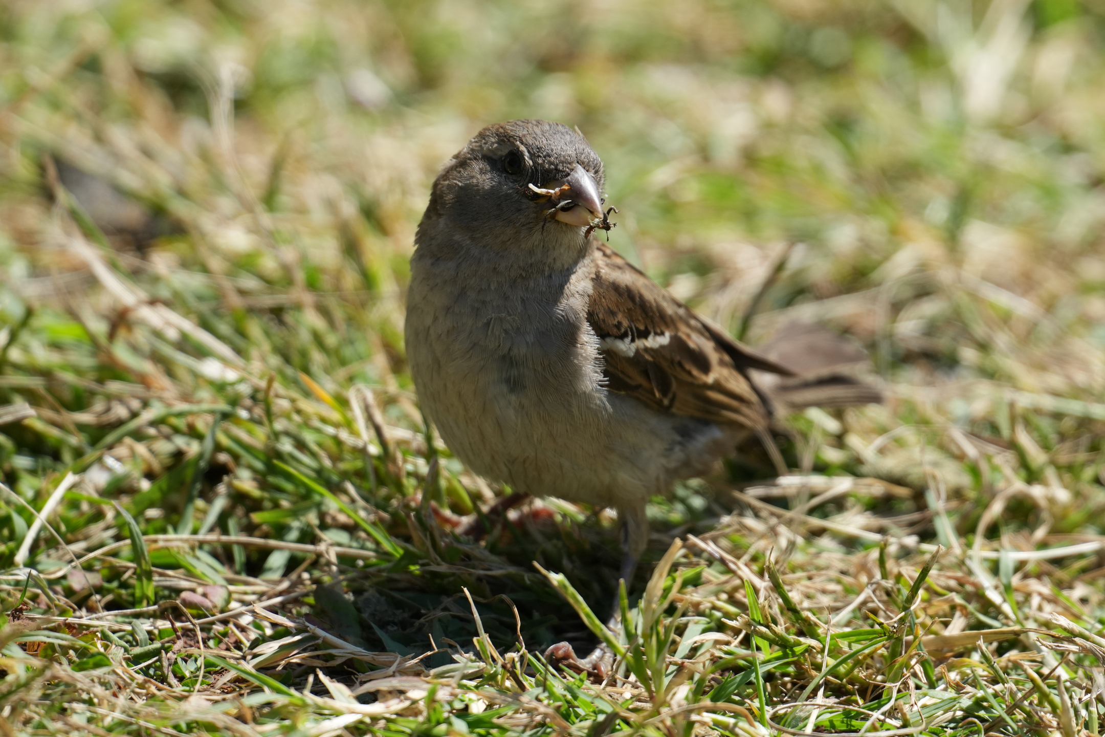 House Sparrow