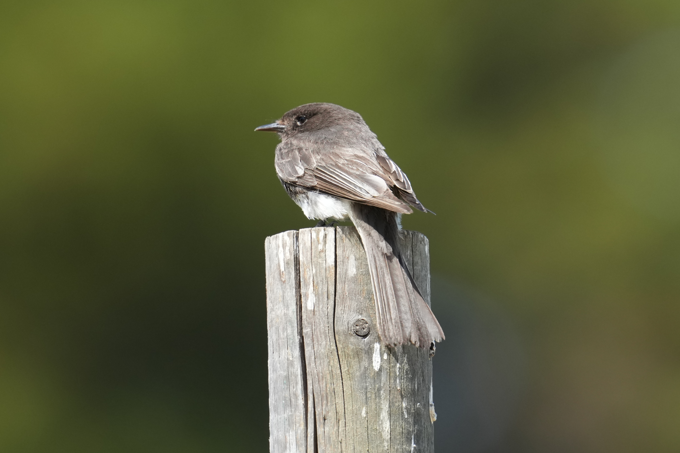 Black Phoebe