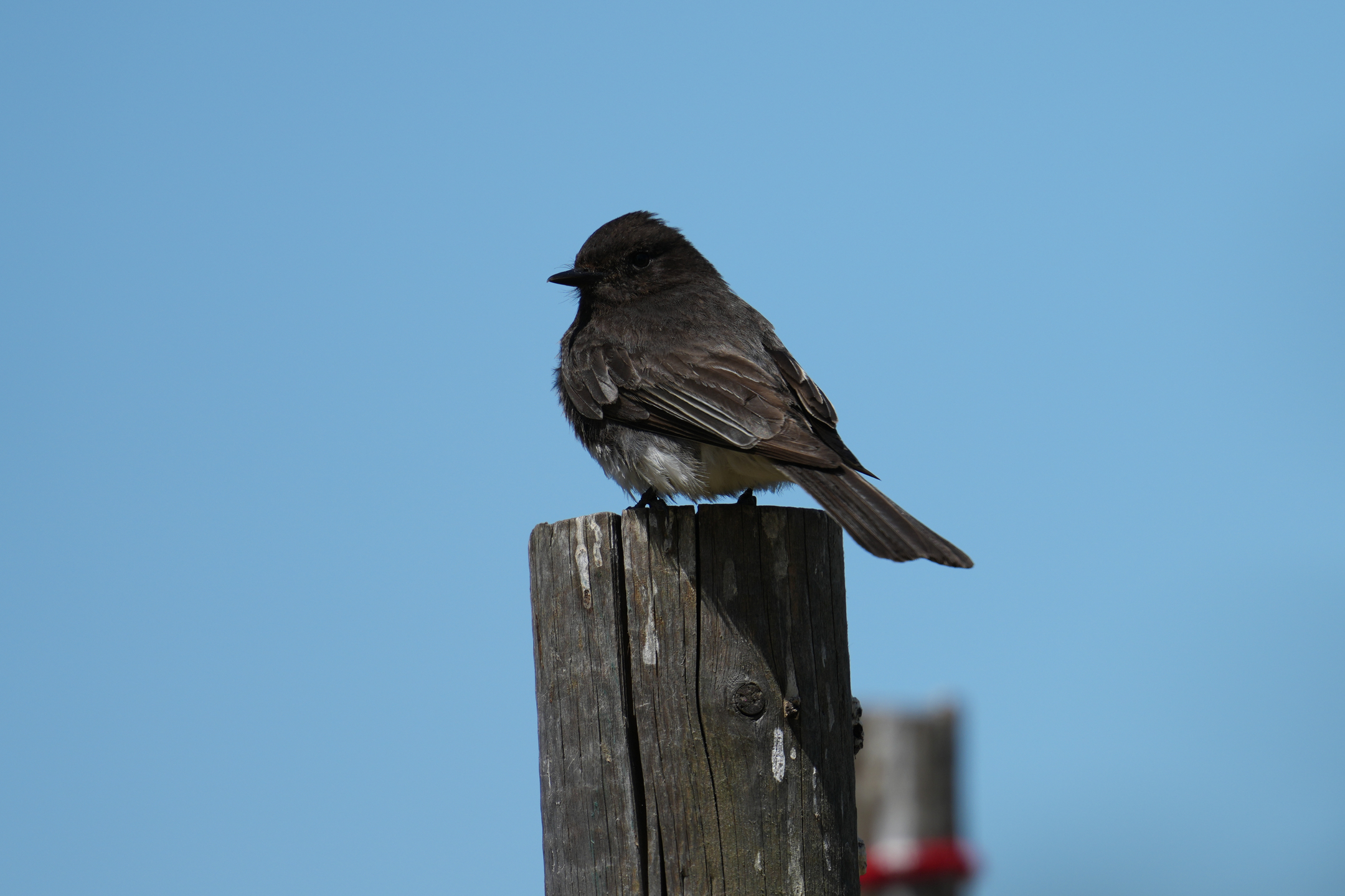 Black Phoebe