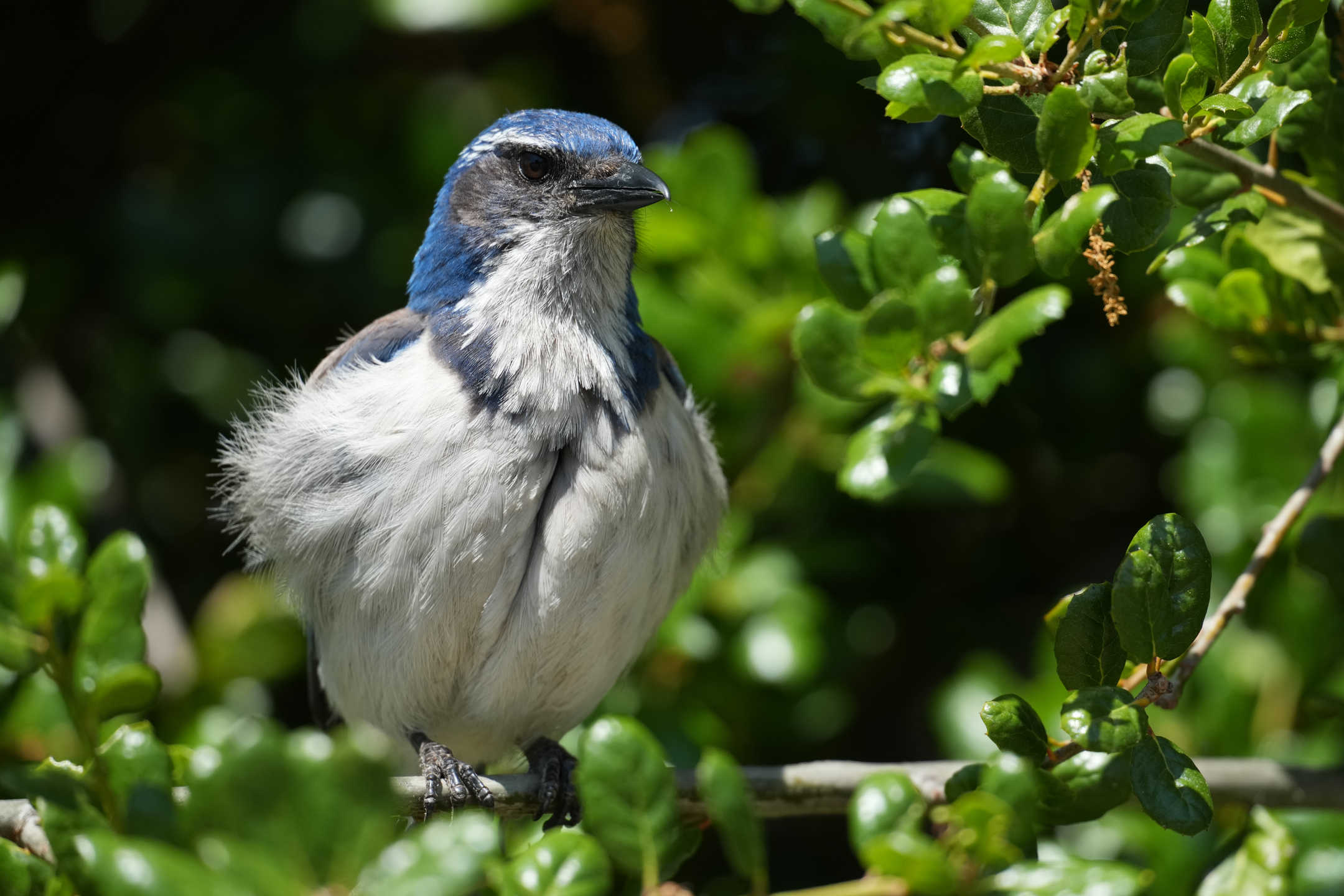 California Scrub-Jay