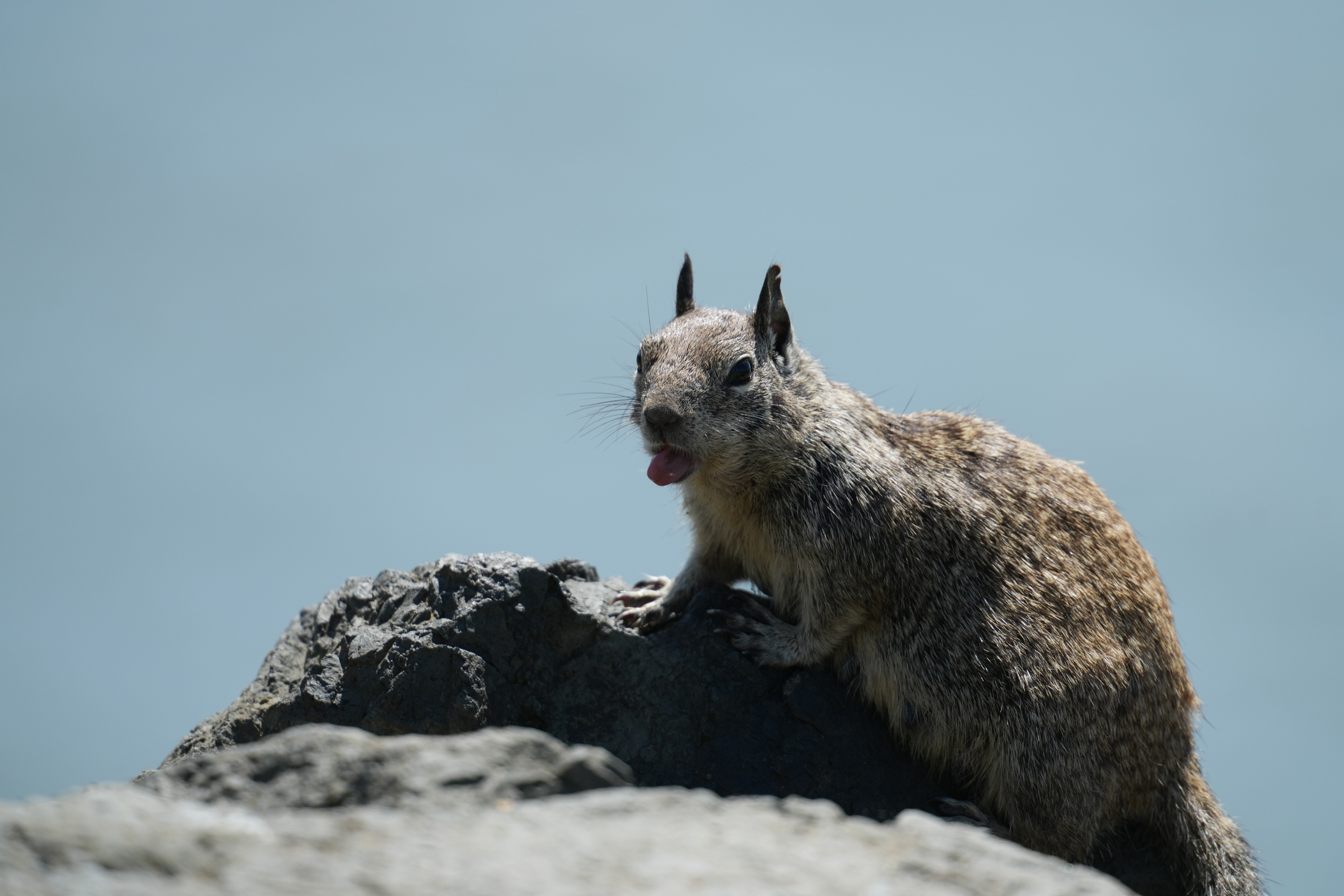 California Ground Squirrel
