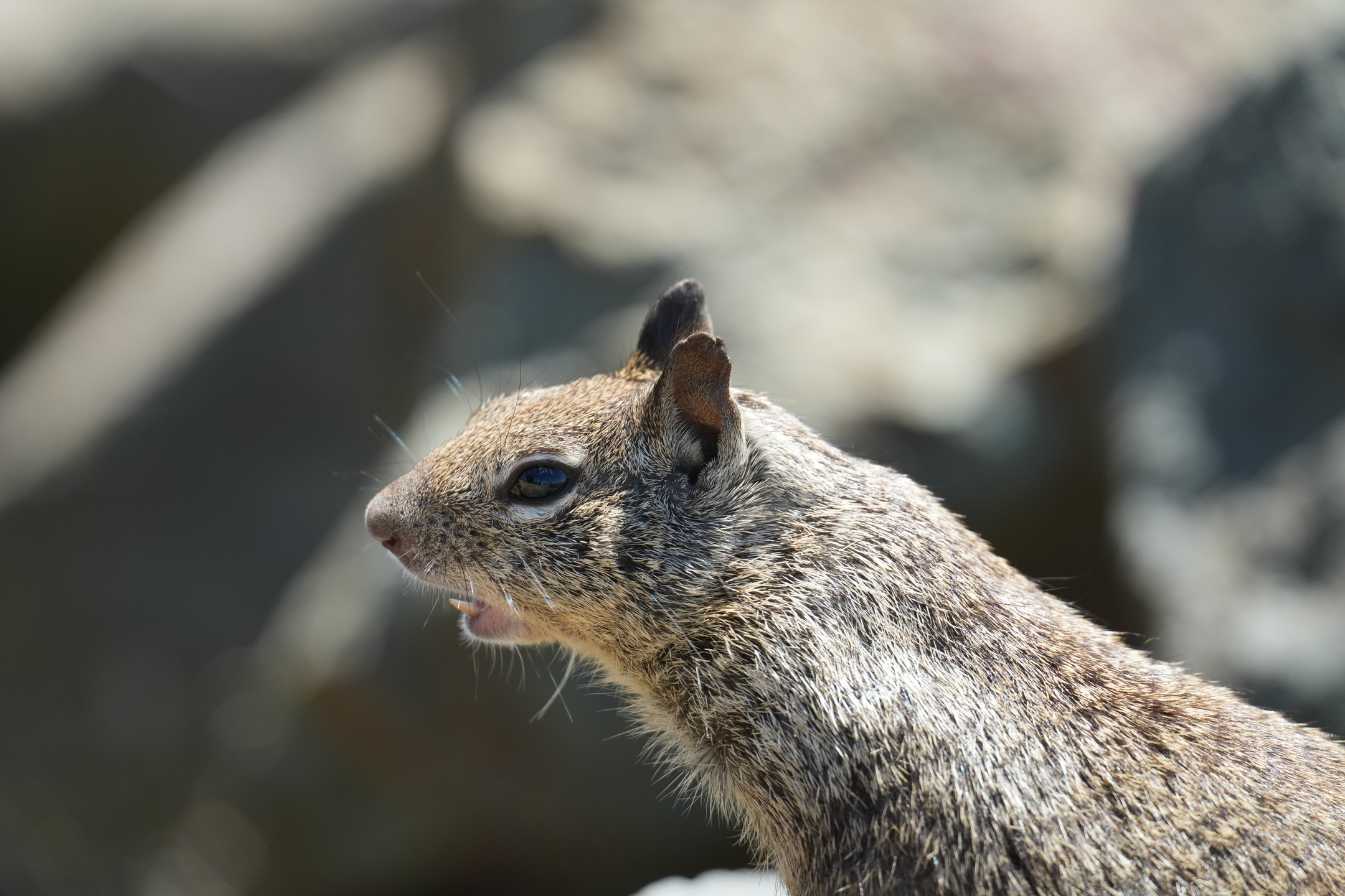 California Ground Squirrel