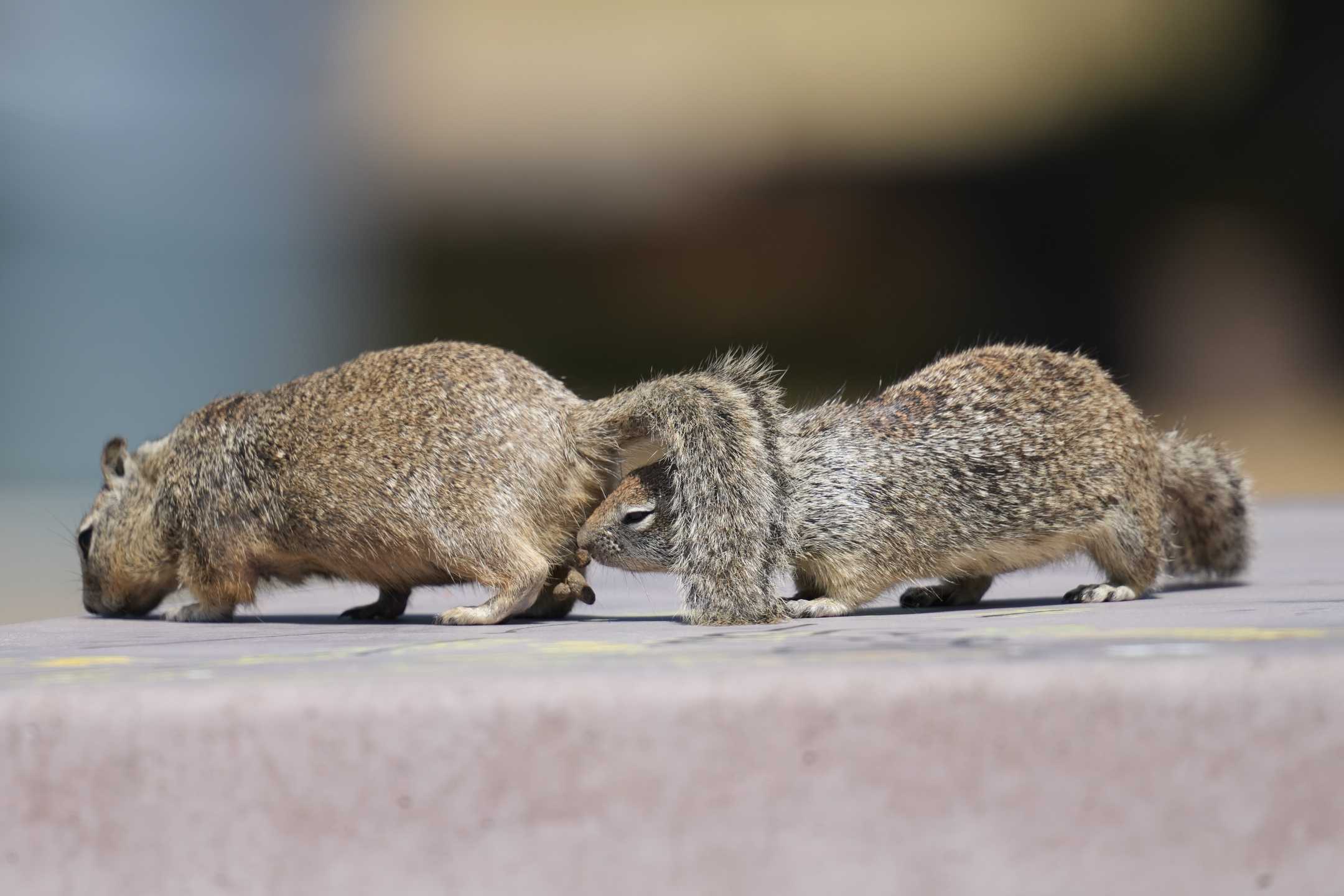 California Ground Squirrel