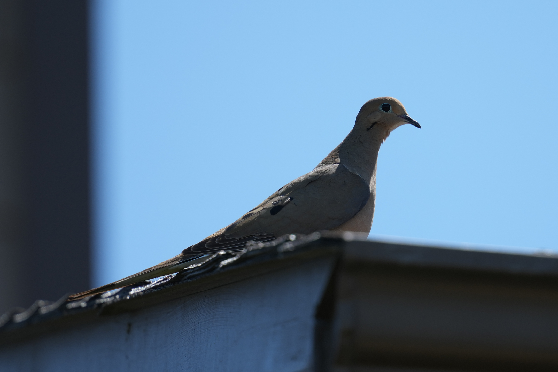 Mourning Dove