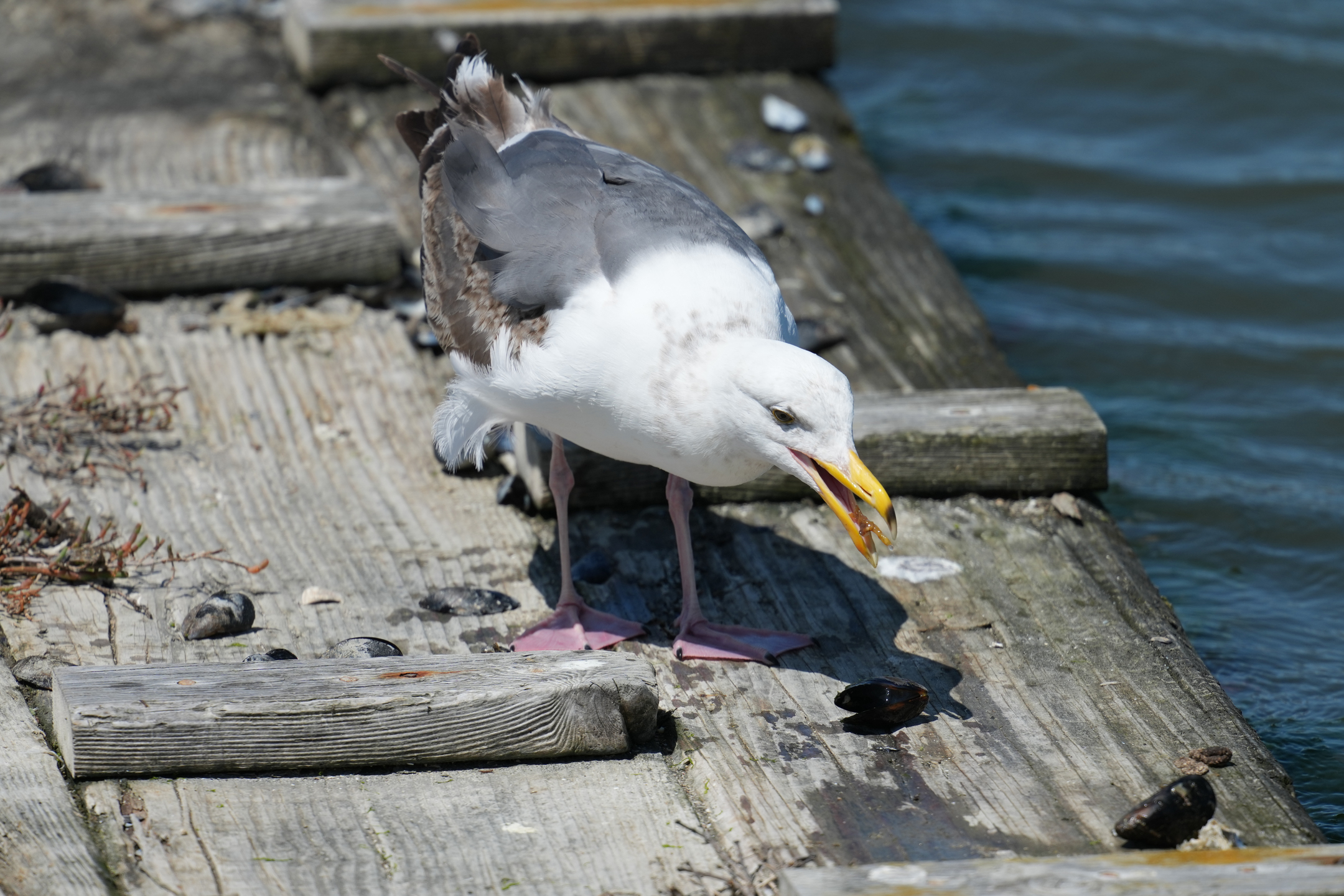 Western Gull Eating Mussel
