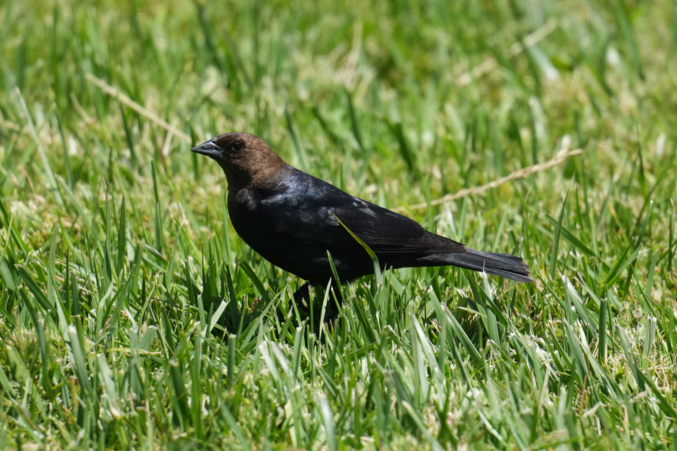 Brown-Headed Cowbird