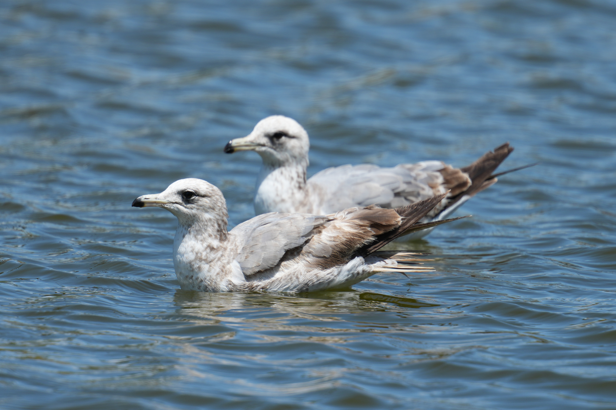 Glaucous-Winged Gull