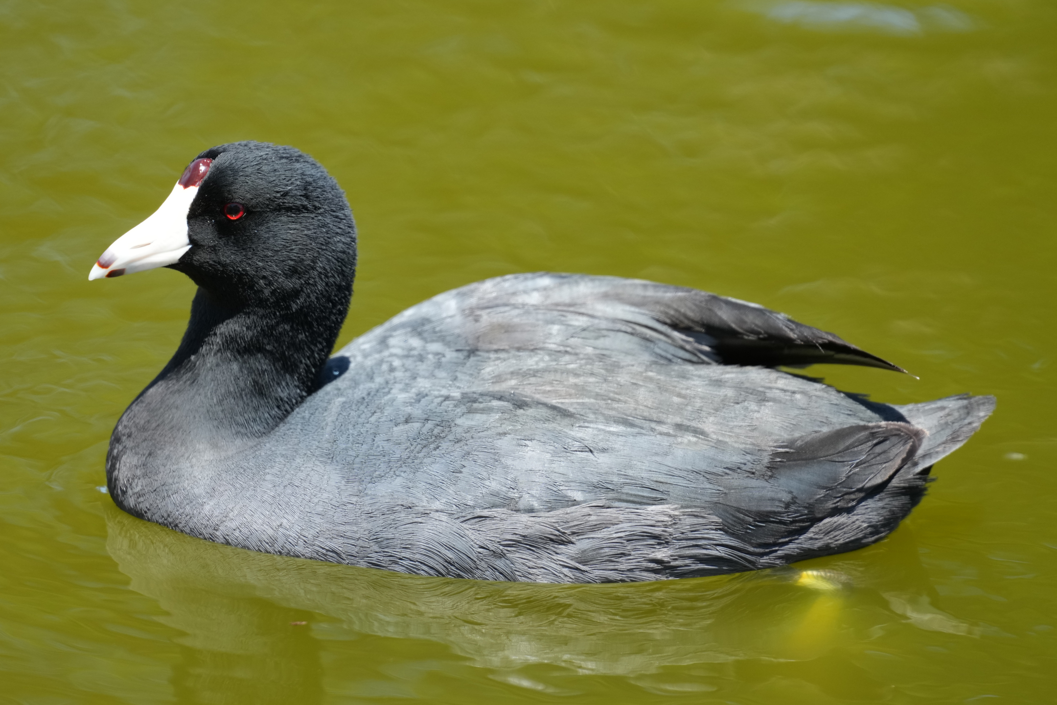 American Coot