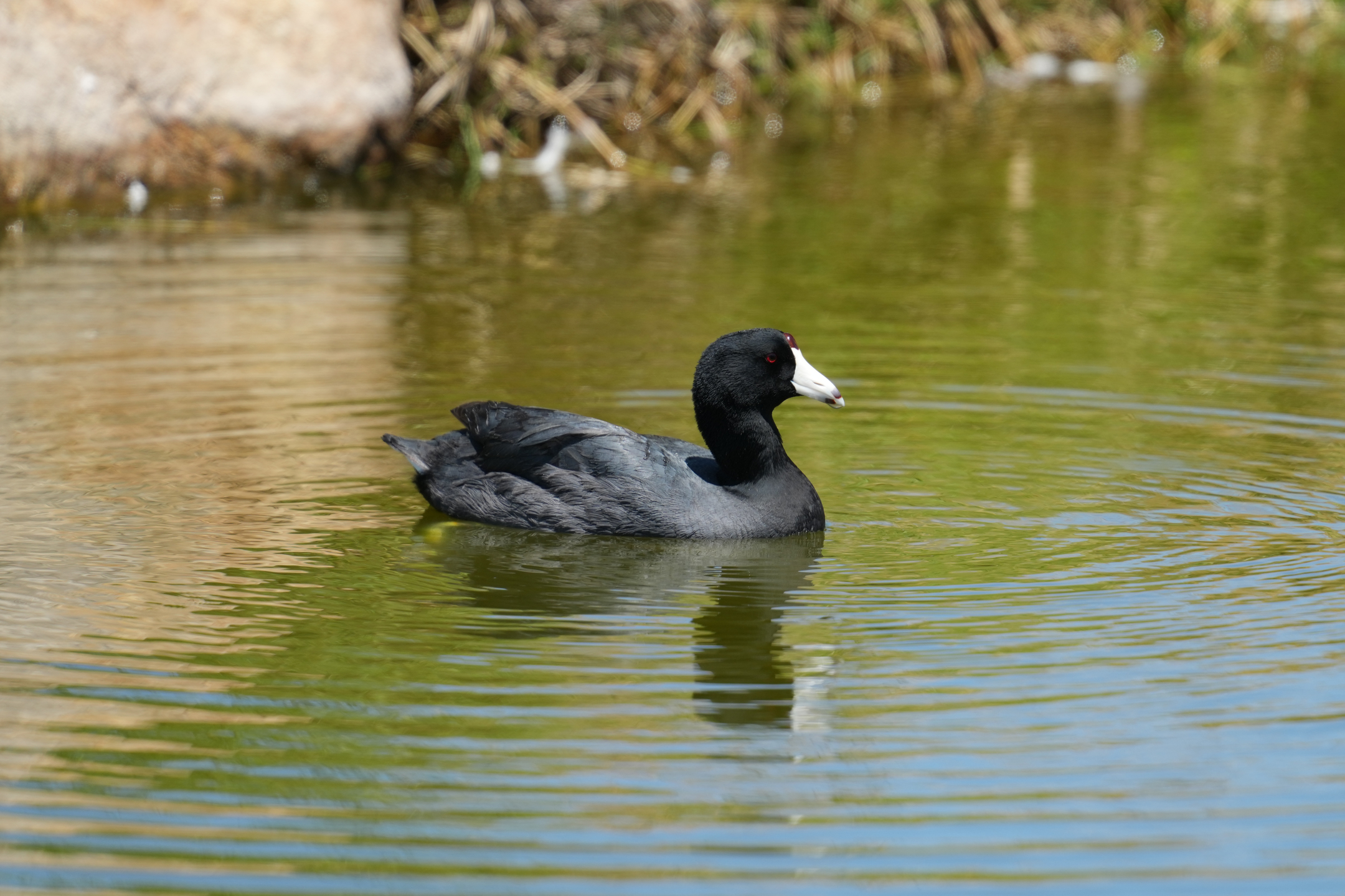 American Coot