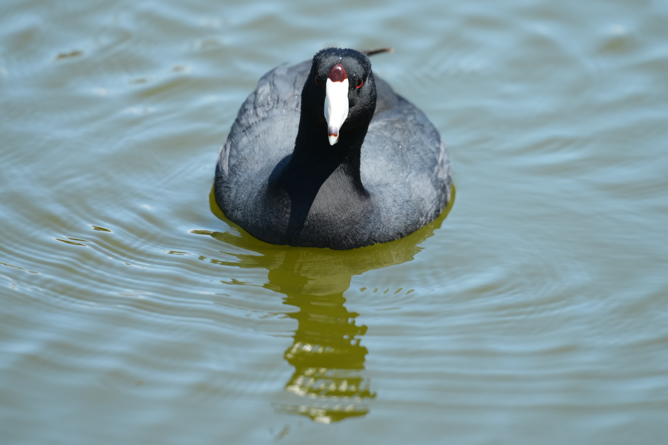 American Coot