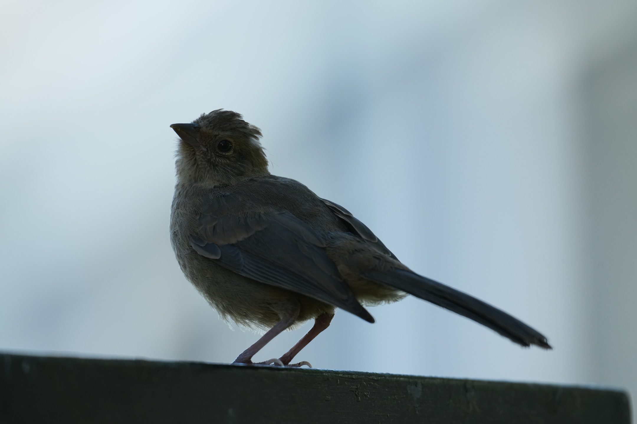 California Towhee