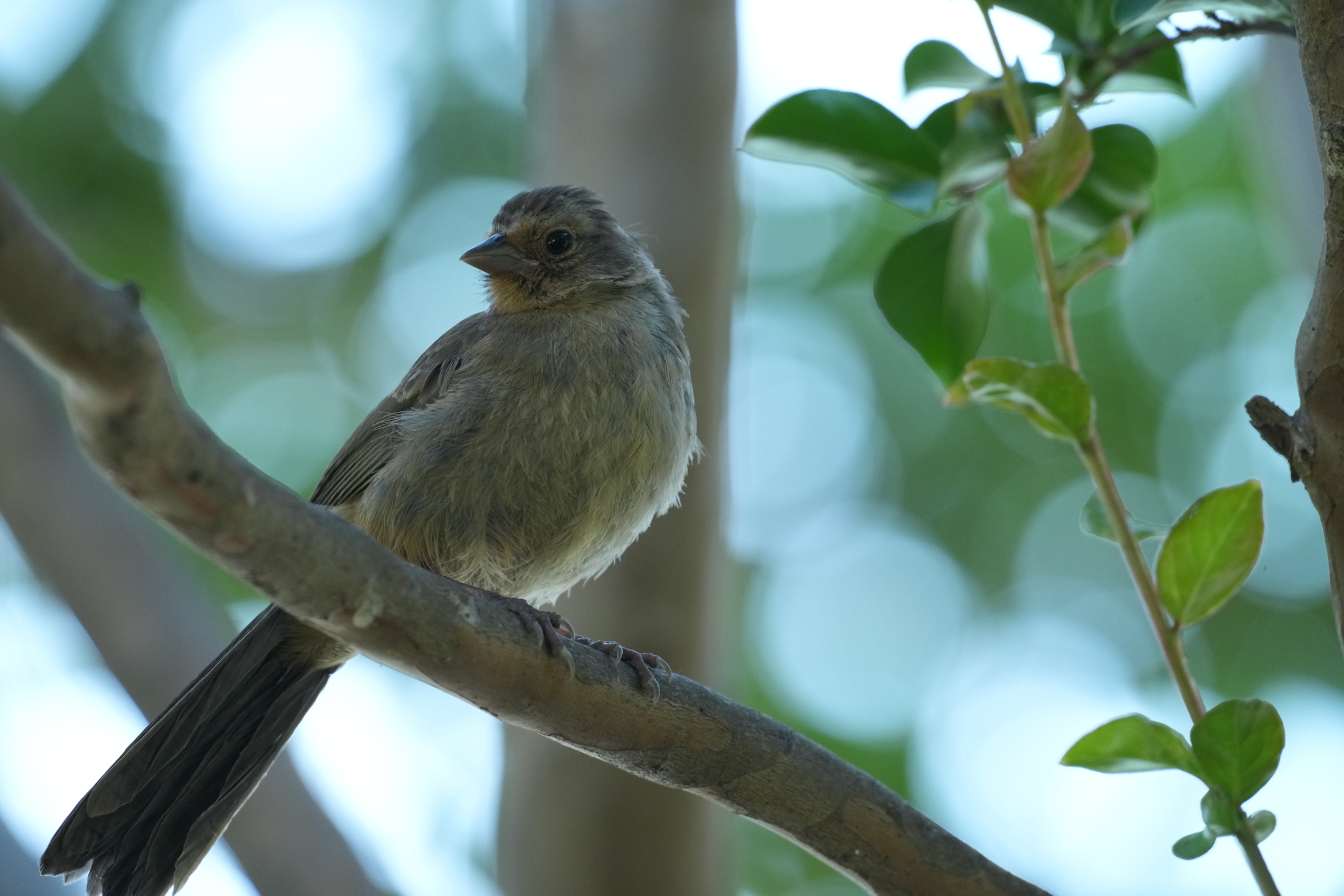 California Towhee