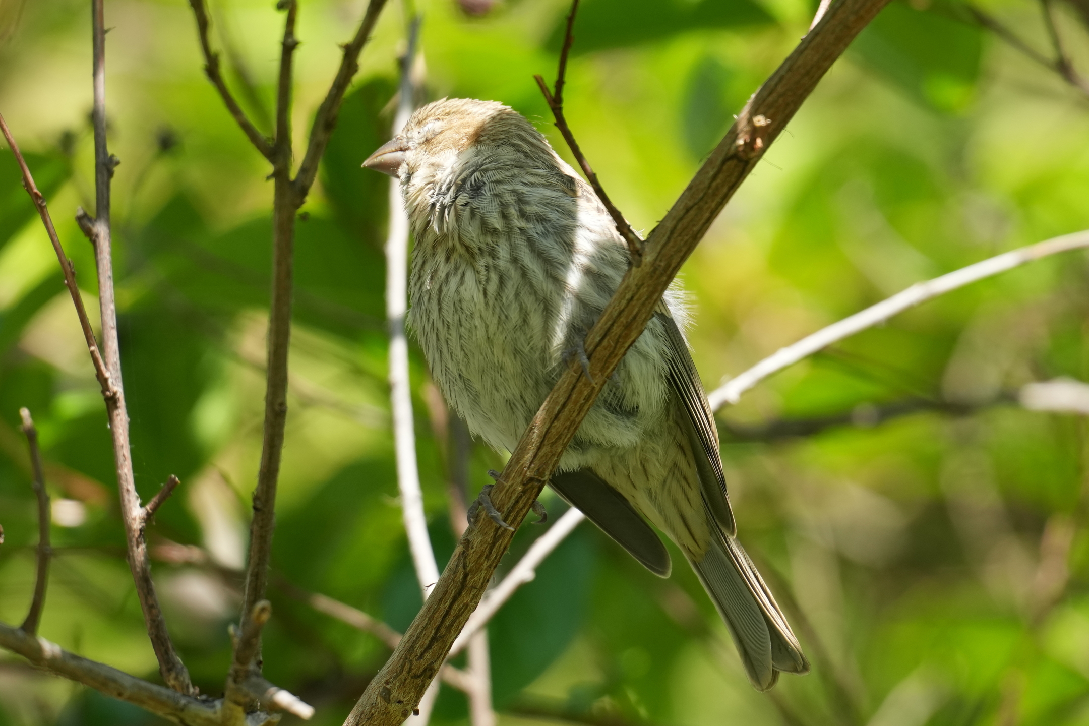 The Sleeping House Sparrow
