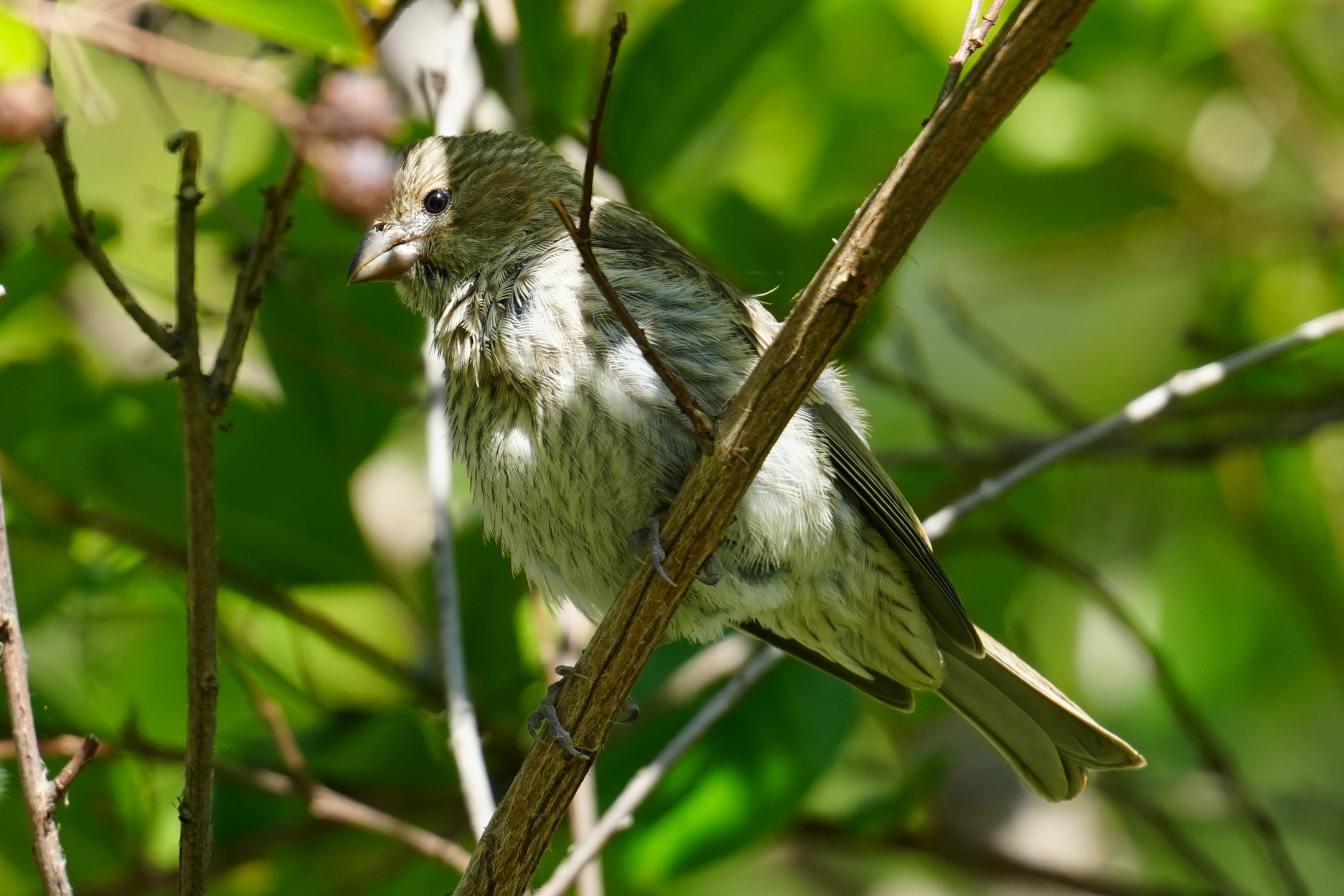 House Sparrow