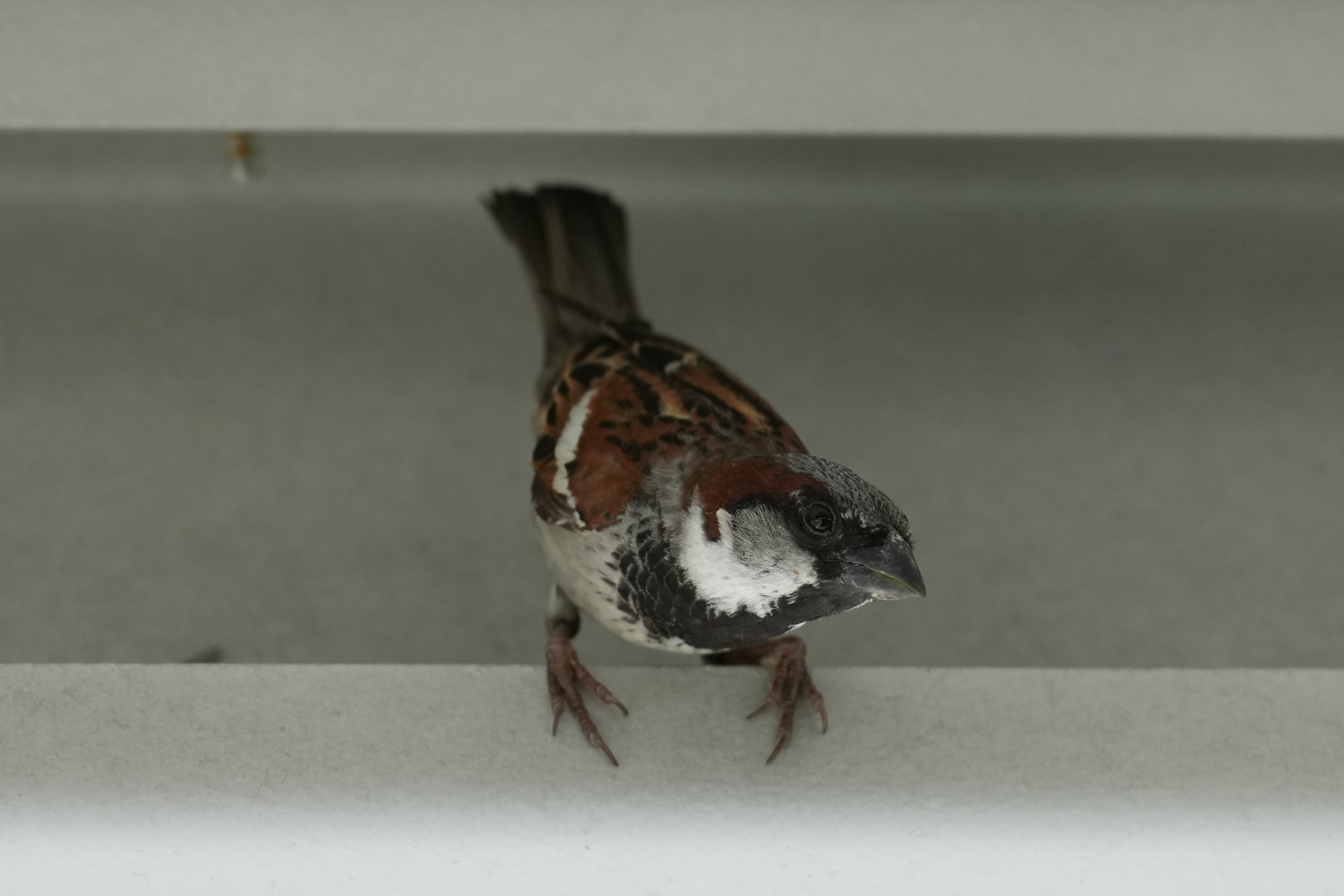 House Sparrow