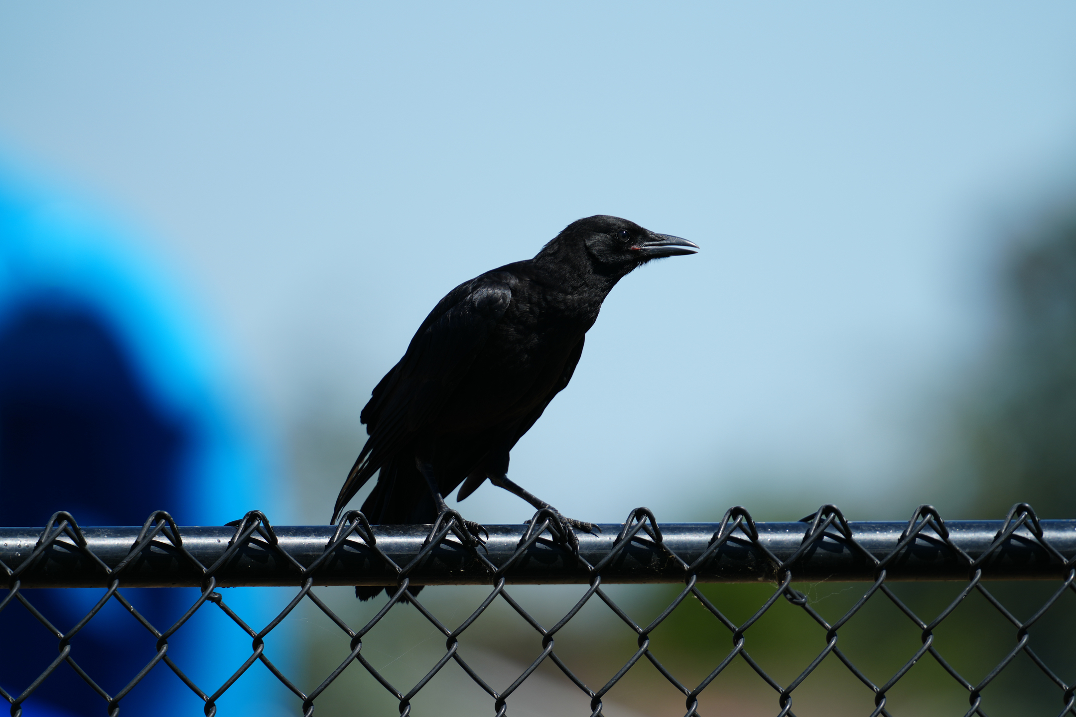 American Crow