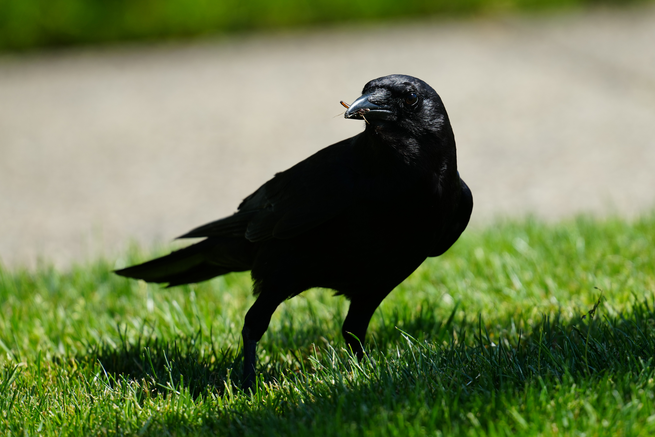 American Crow