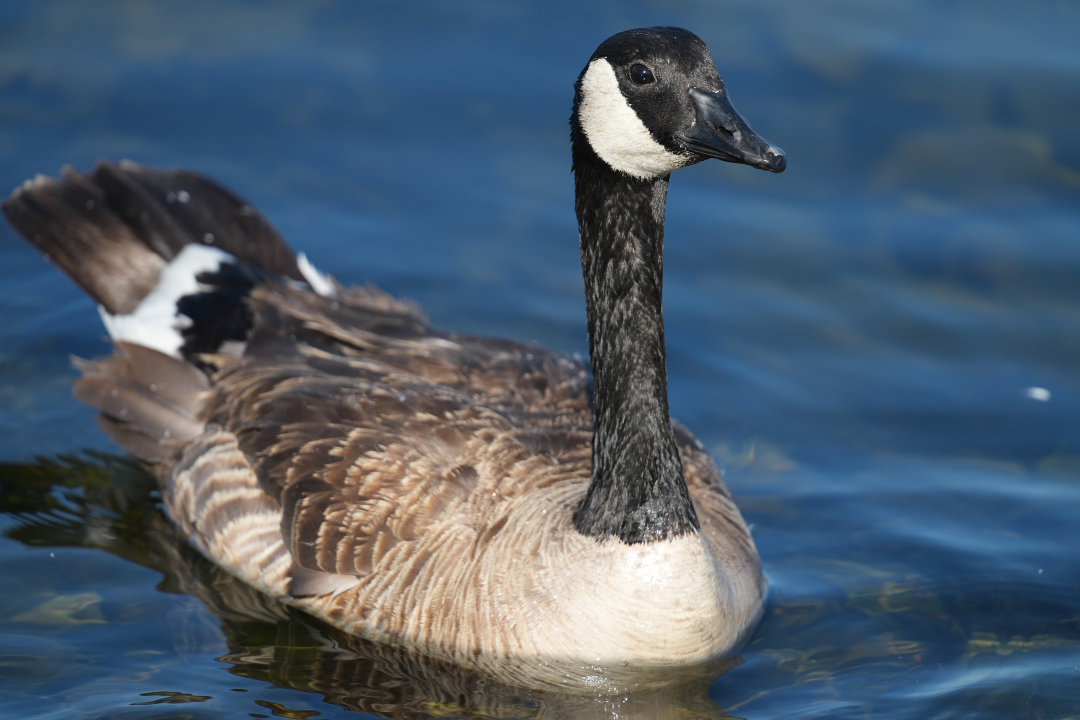 Canada Goose
