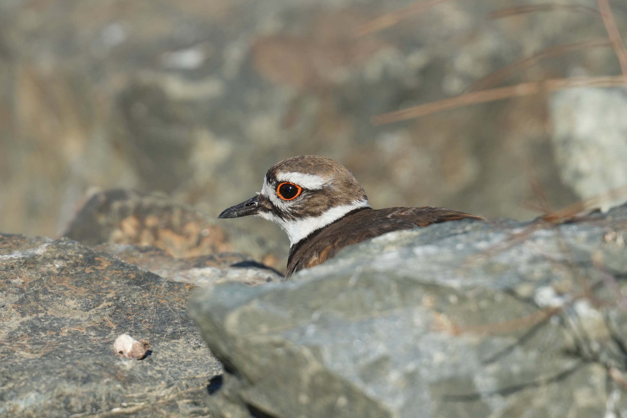 Killdeer