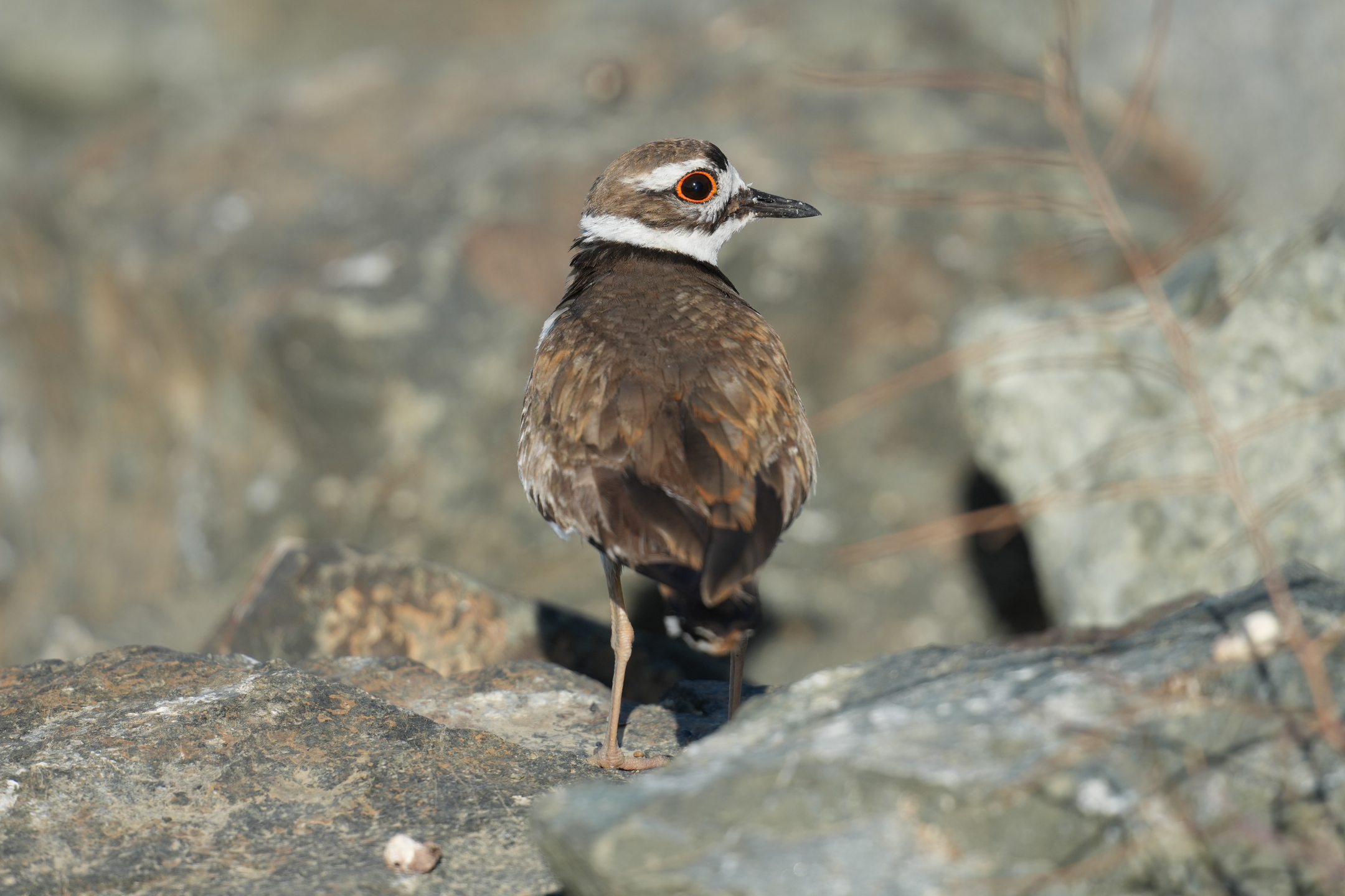 Killdeer