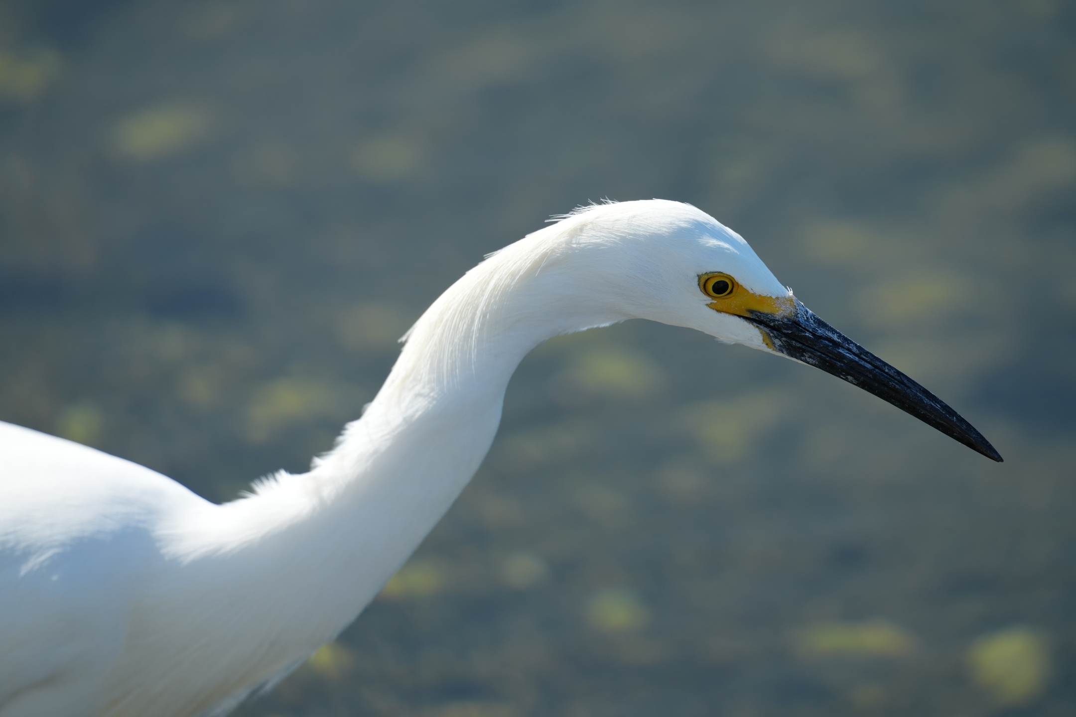 Snowy Egret