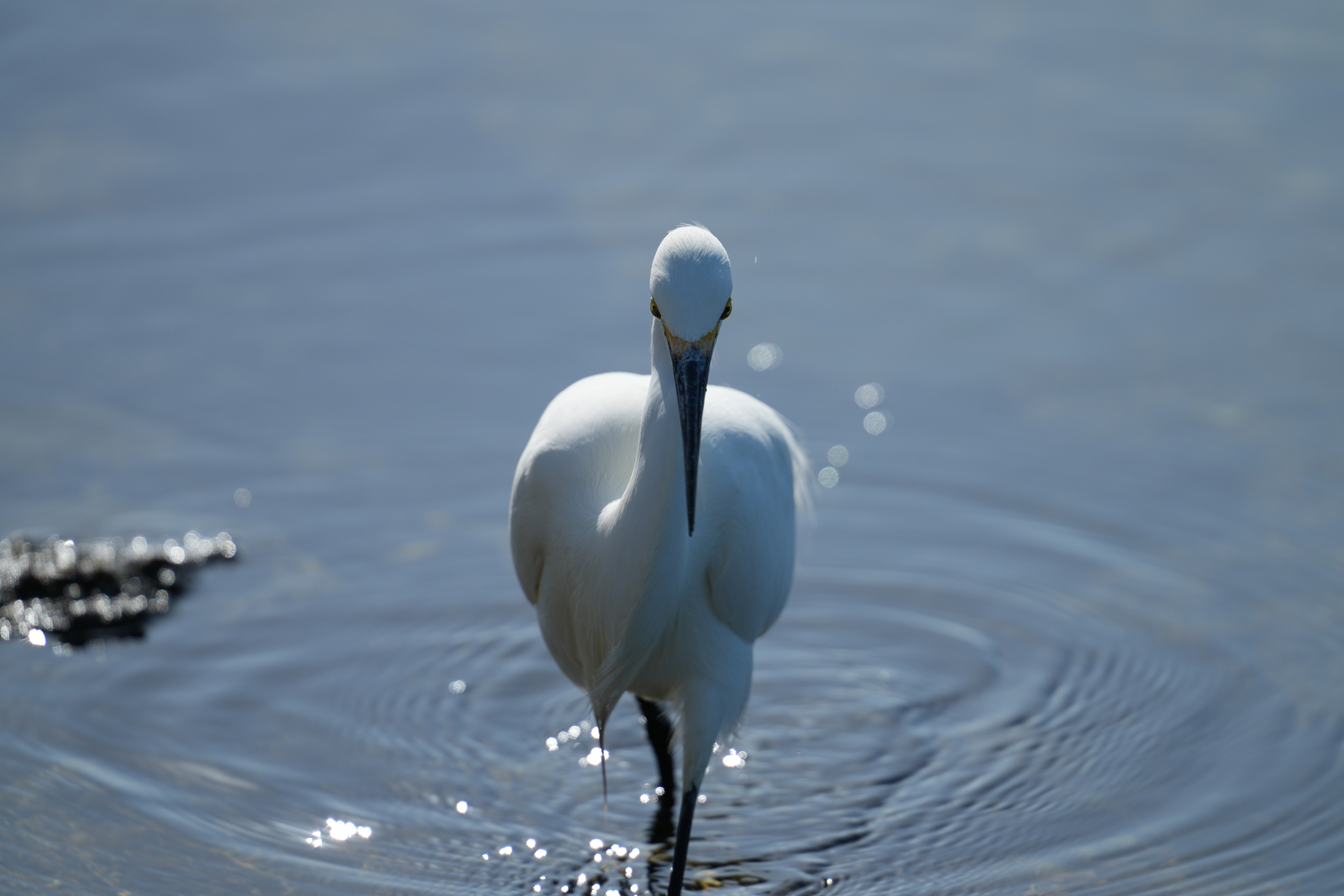 Snowy Egret