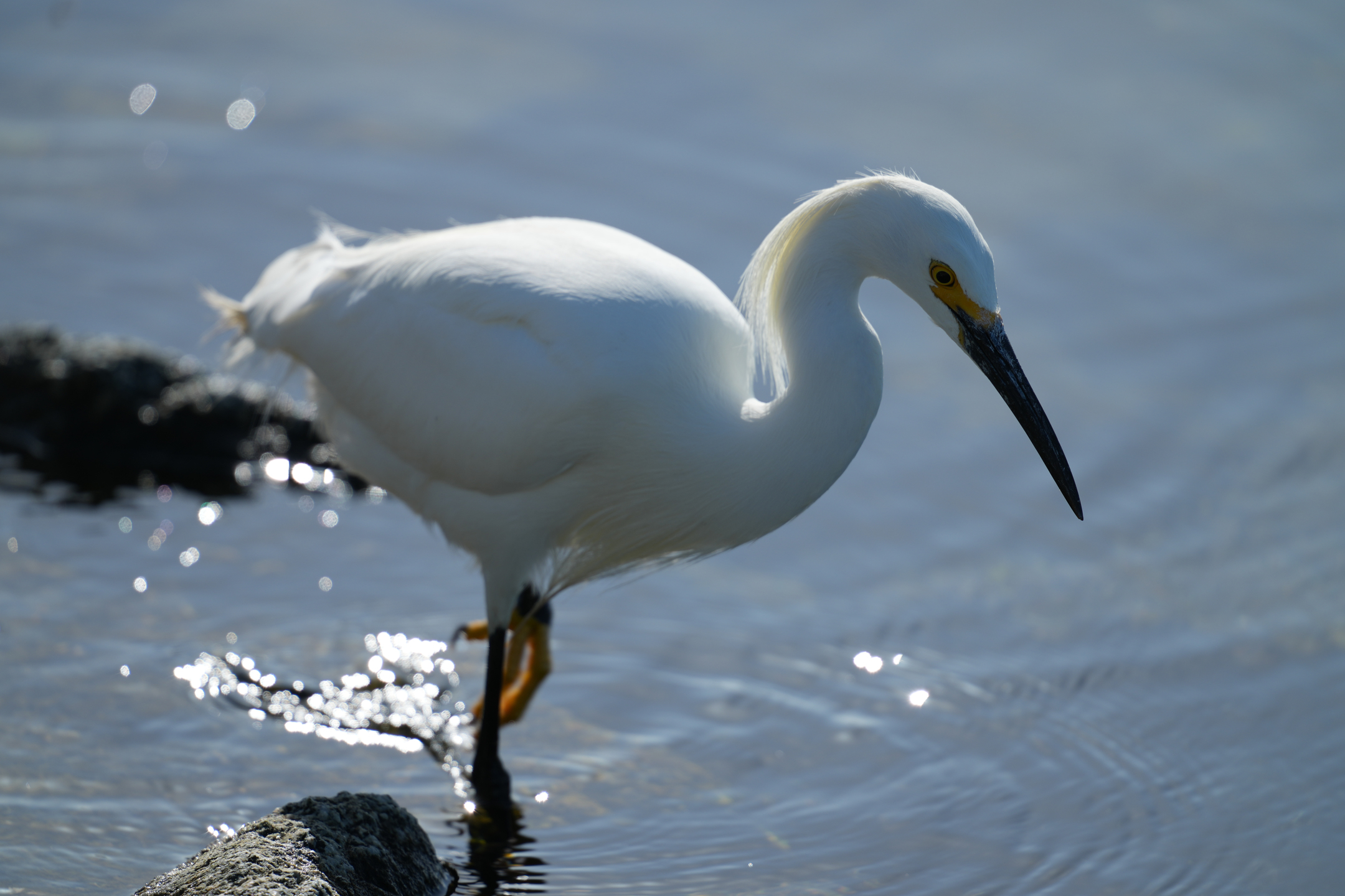 Snowy Egret