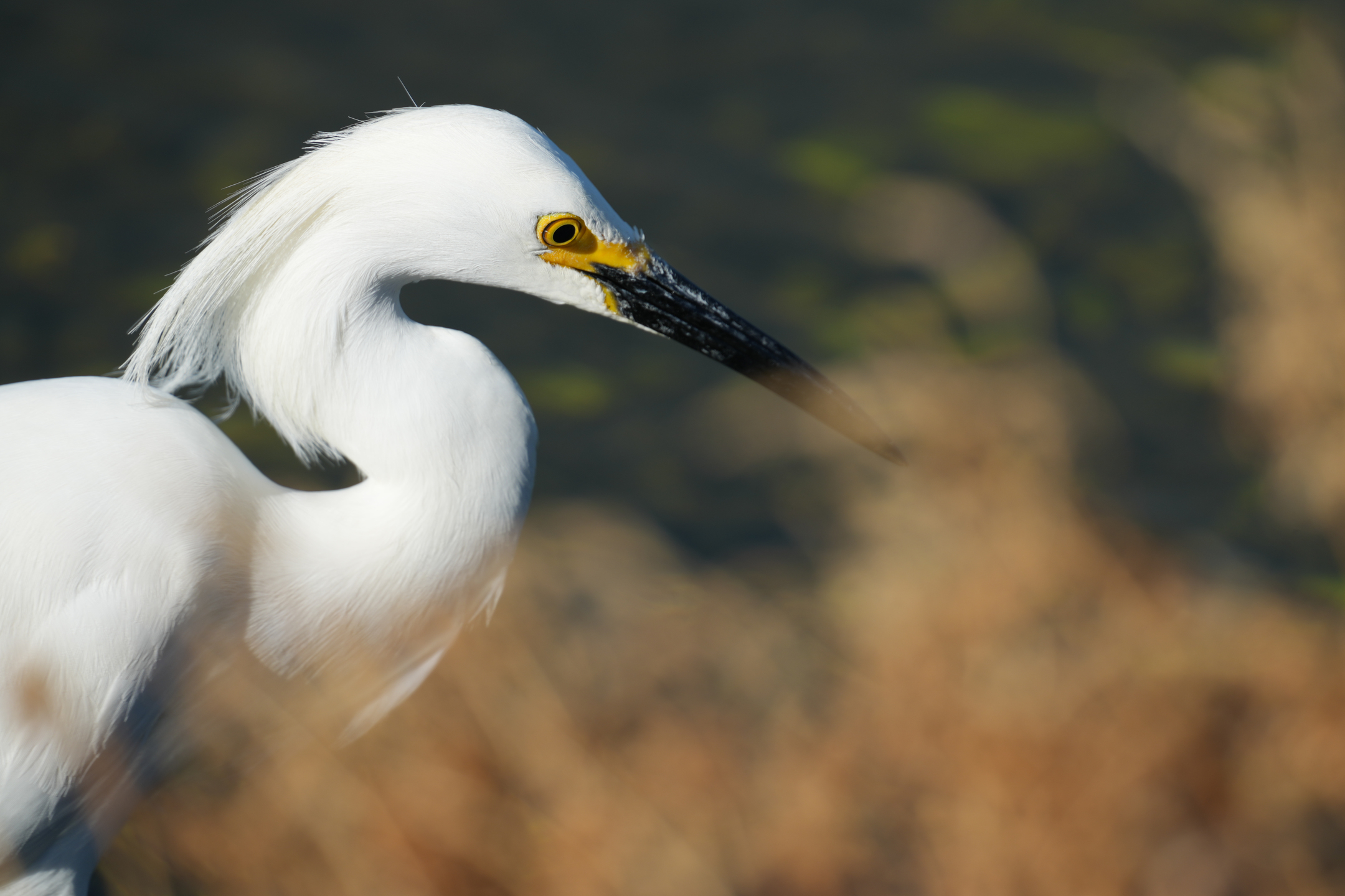 Snowy Egret