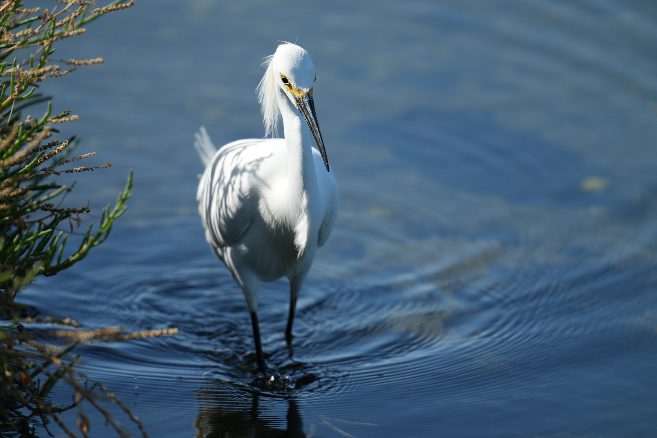 Snowy Egret