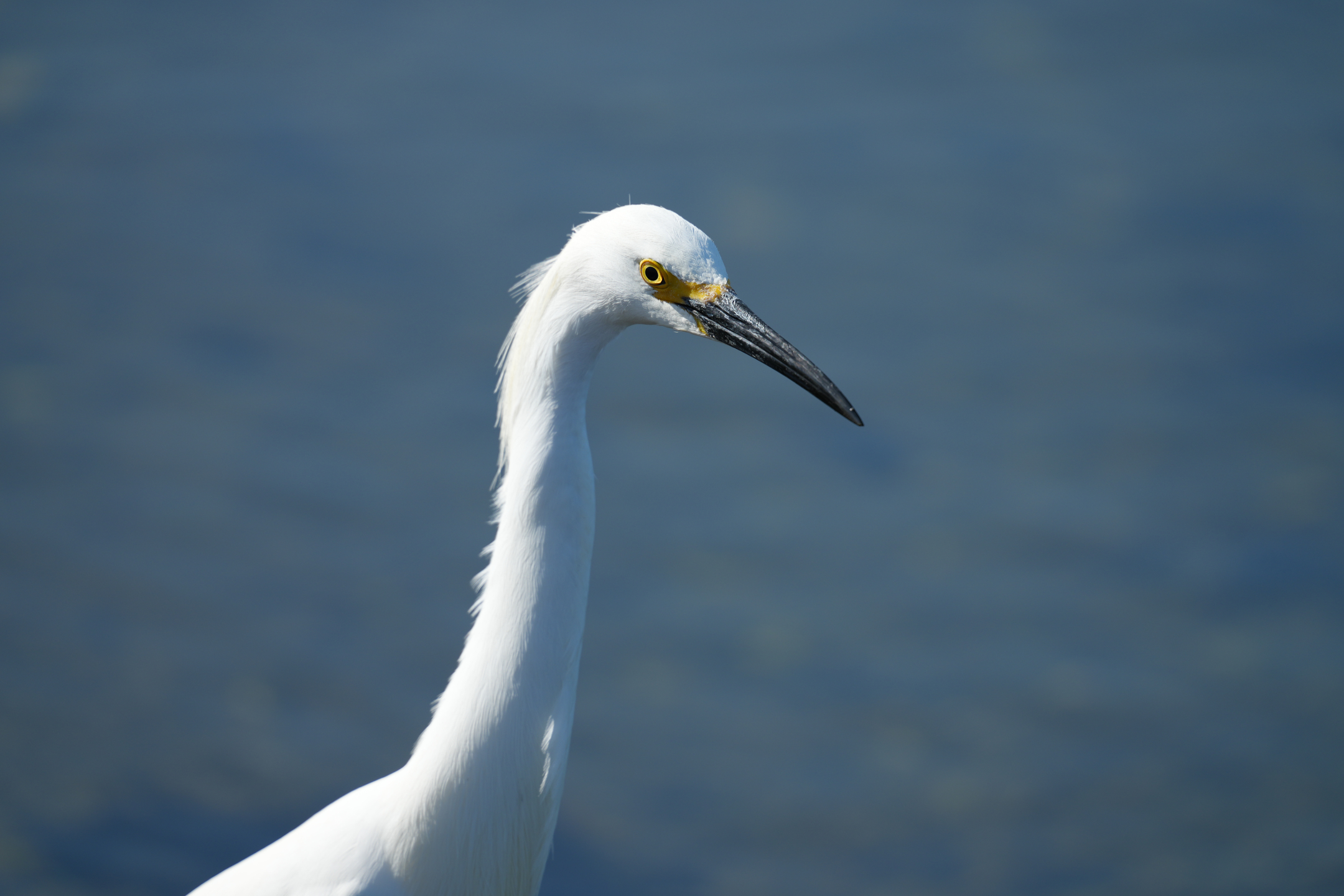 Snowy Egret