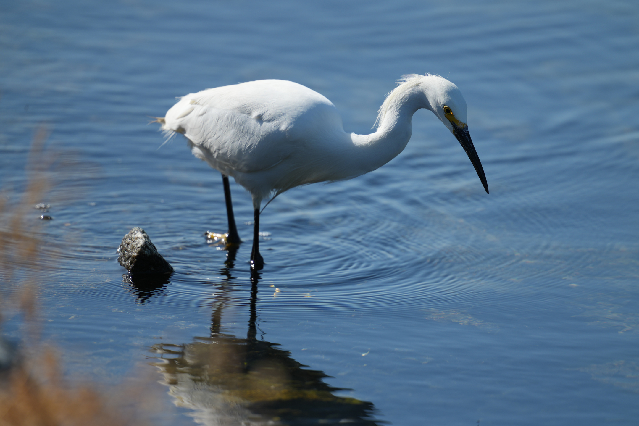 Snowy Egret