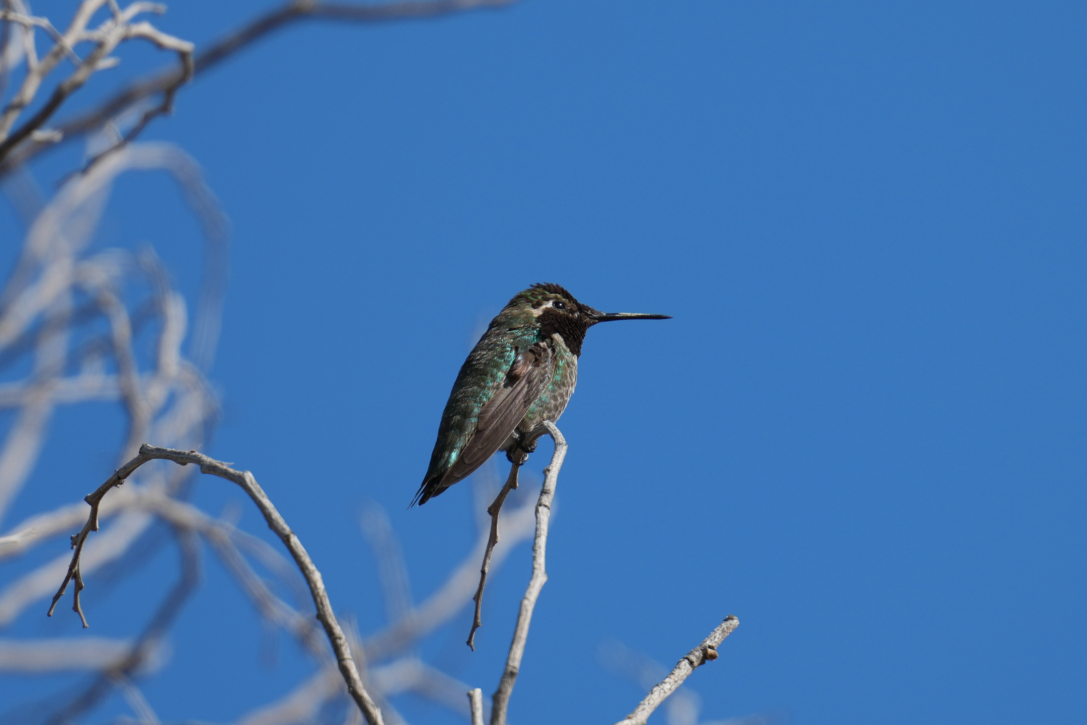 Anna’s Hummingbird