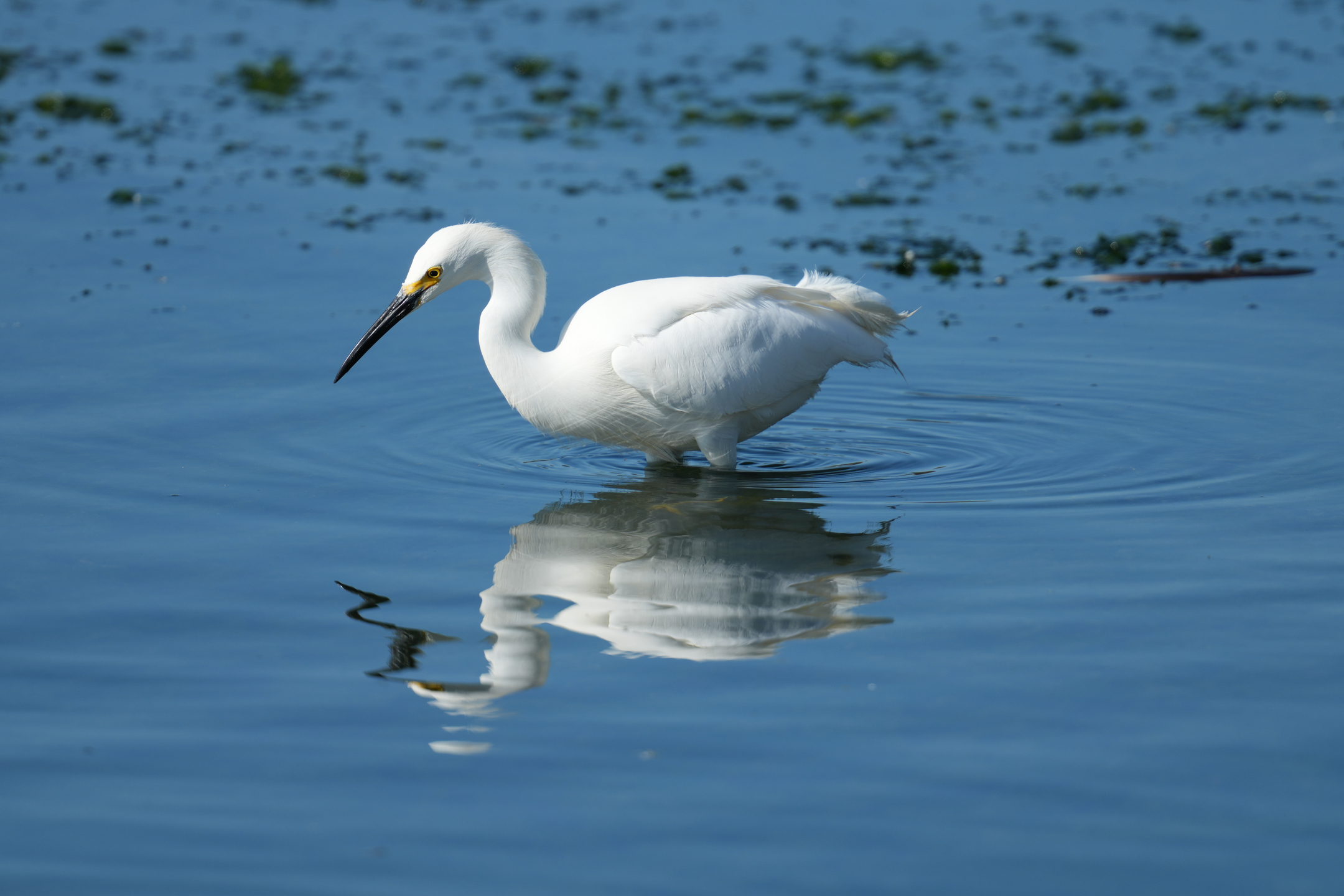 Snowy Egret