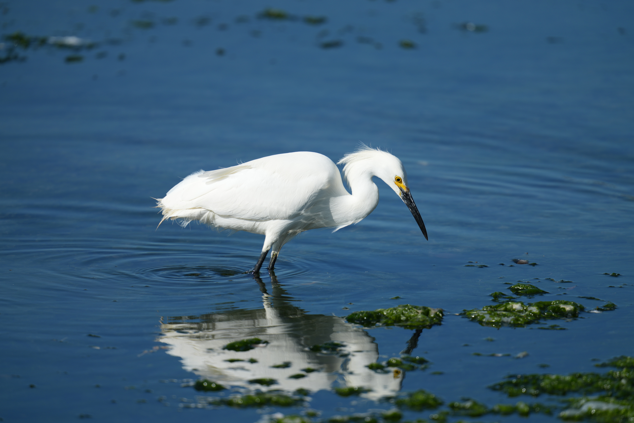 Snowy Egret