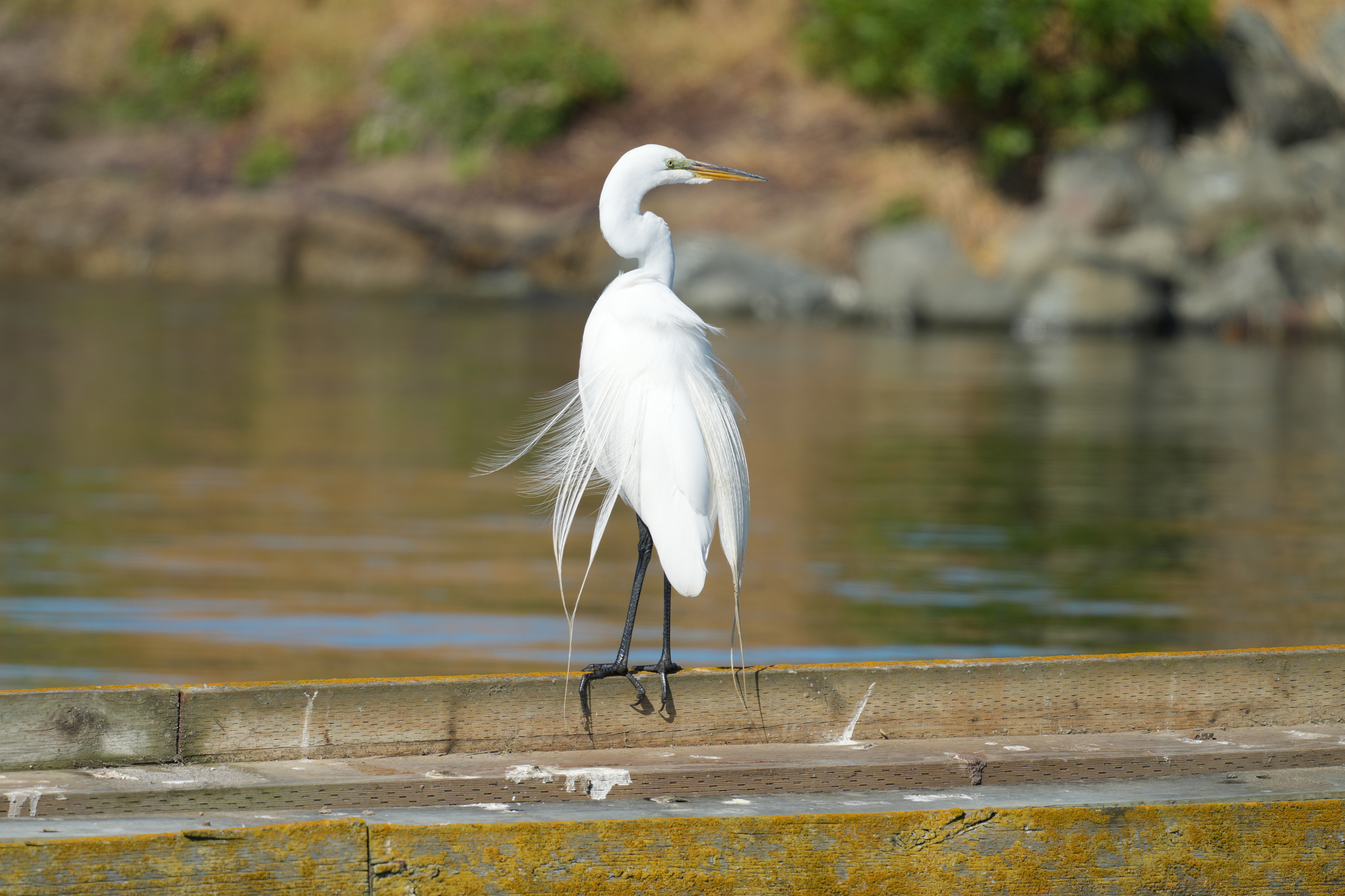 Great Egret