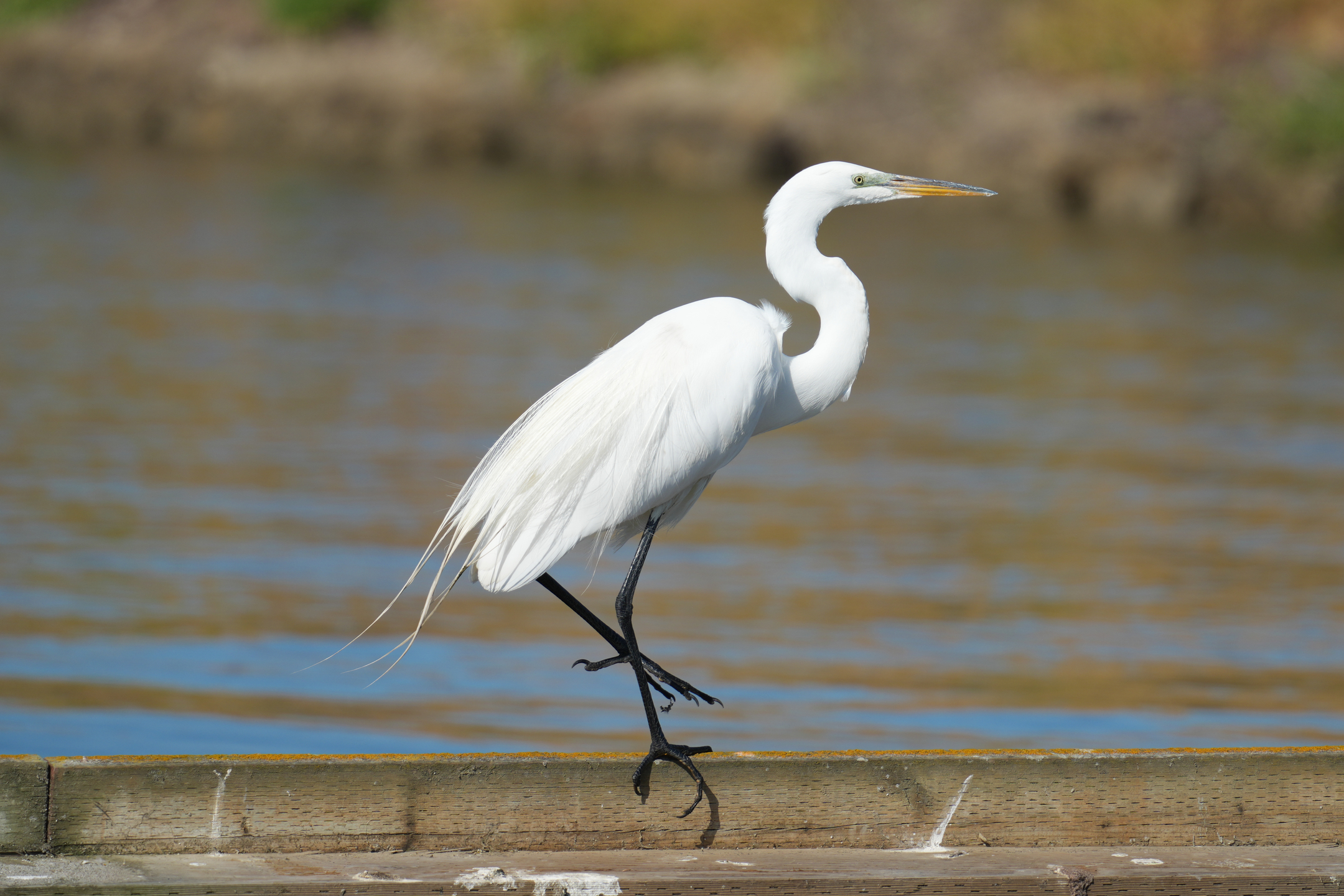 Great Egret