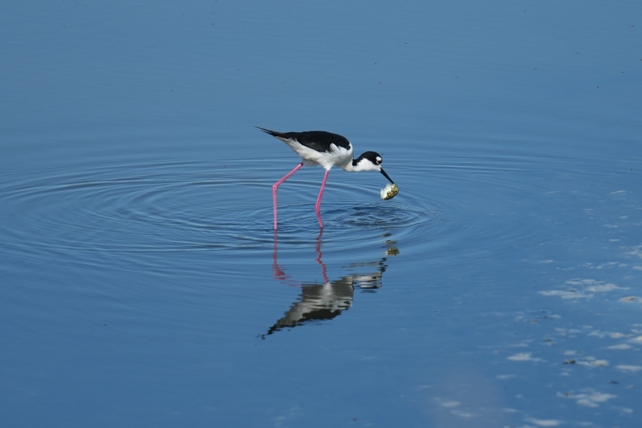 Hawaiian Stilt