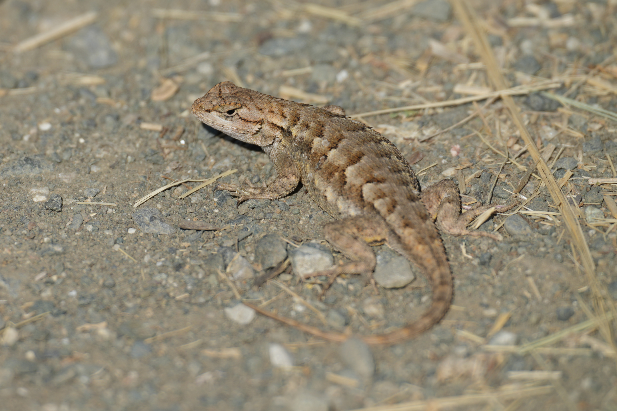 Western Fence Lizard