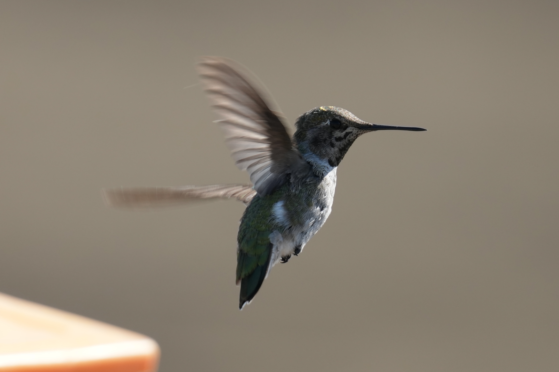 Anna’s Hummingbird