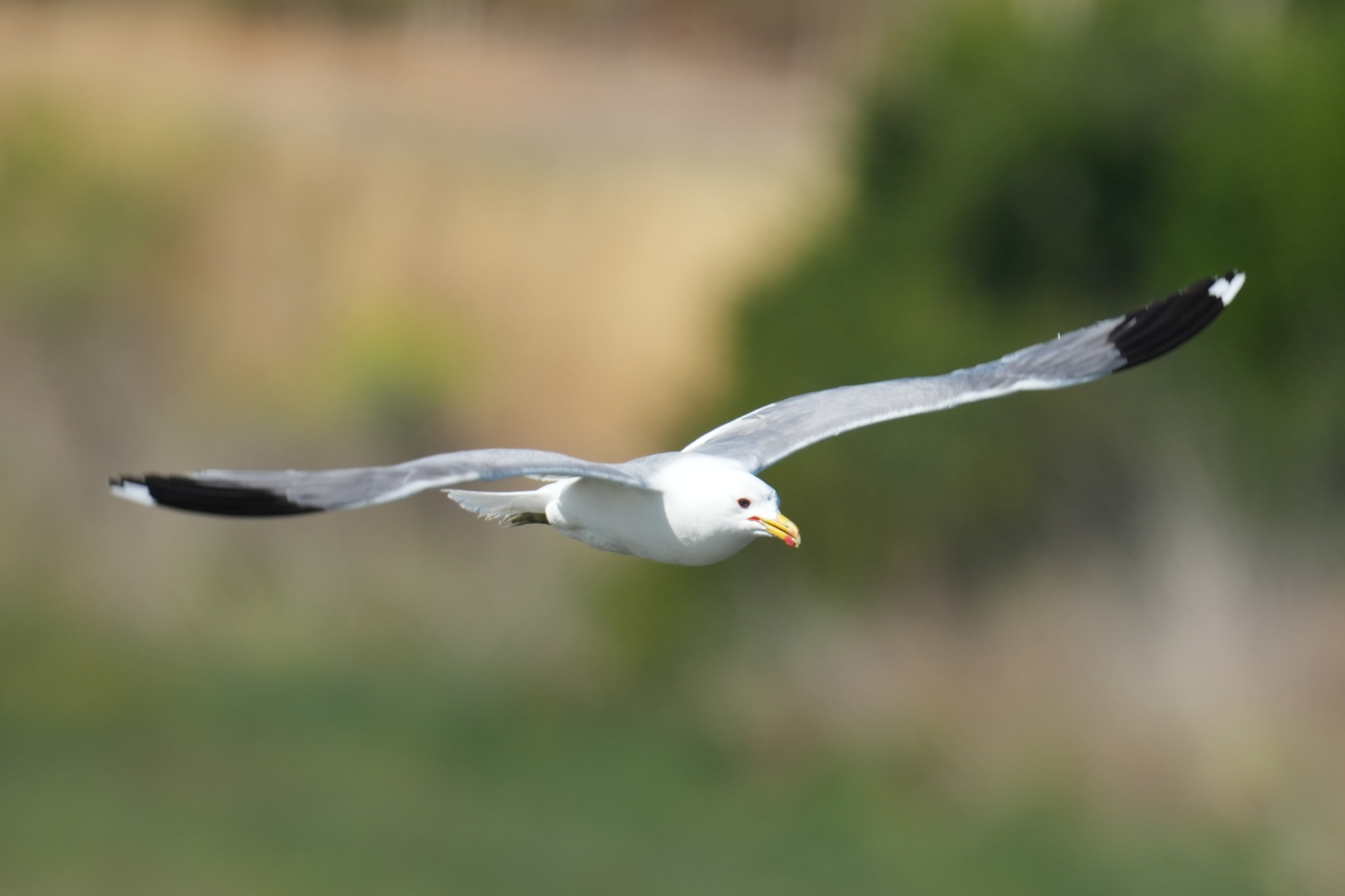 Common Gull
