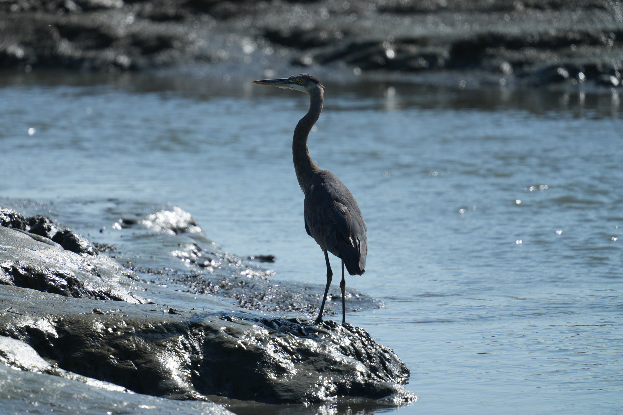 Great Blue Heron